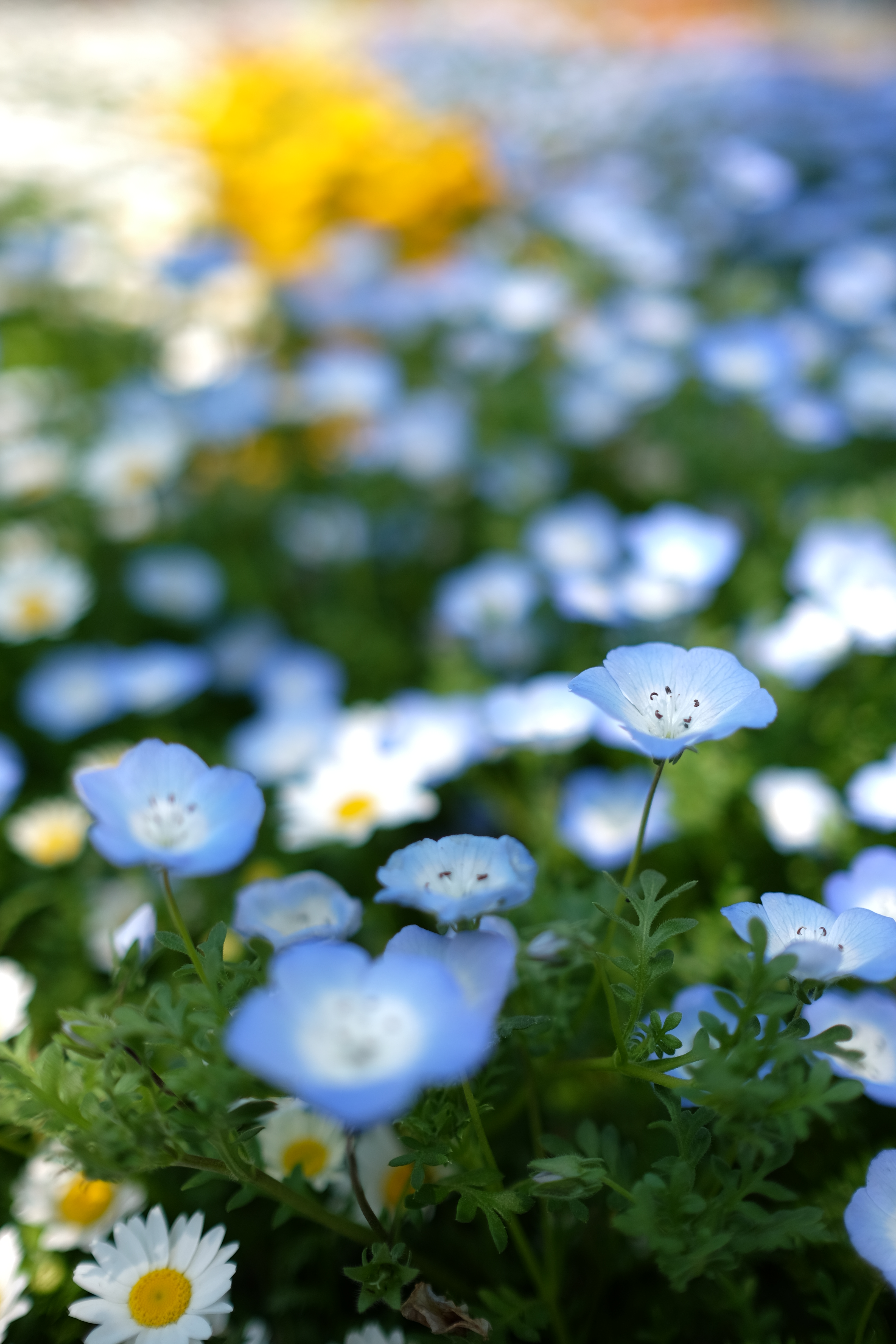 絞り開放・最短撮影距離（28cm）で撮影。X-T1 / 1/4,000秒 / F1.4 / 0EV / ISO200 / 絞り優先AE / WB：オート / 23mm