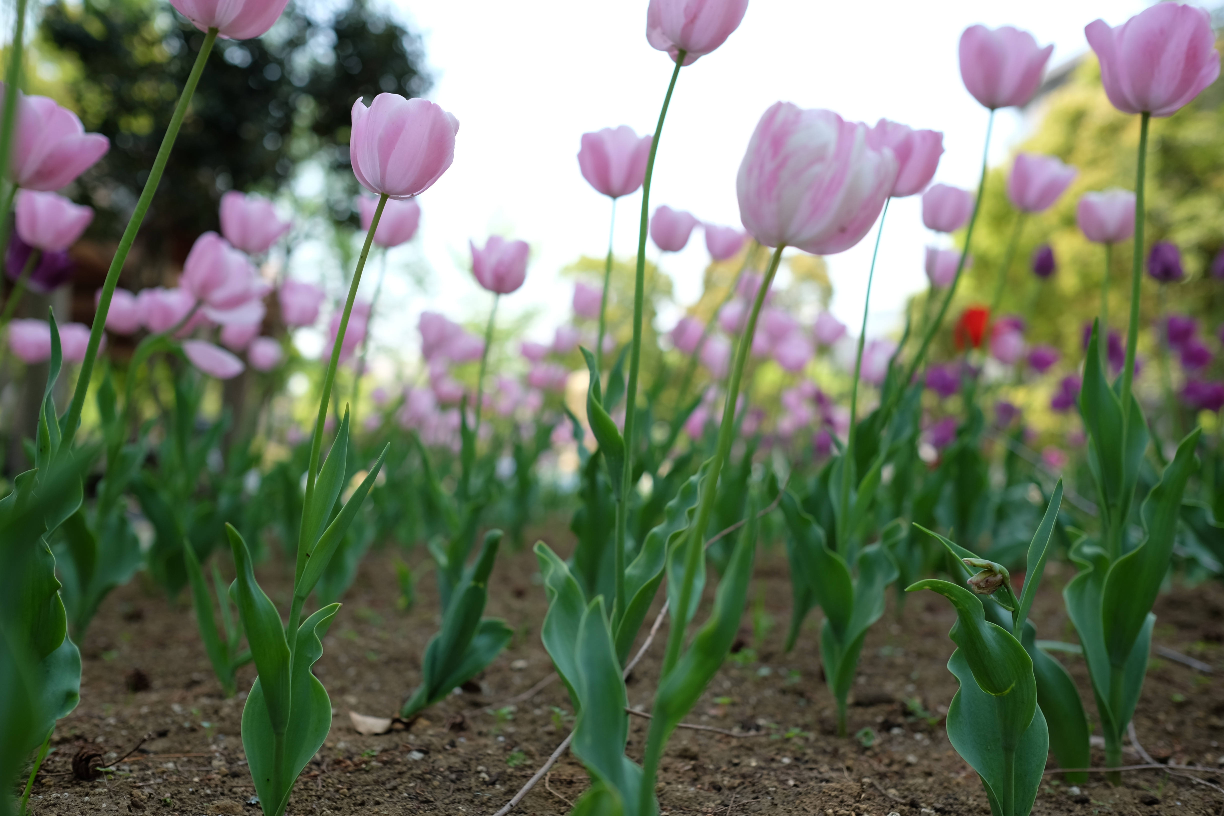 絞りF2.8・距離数mで撮影。X-T1 / 1/640秒 / F2.8 / +0.33EV / ISO200 / 絞り優先AE / WB：オート / 23mm