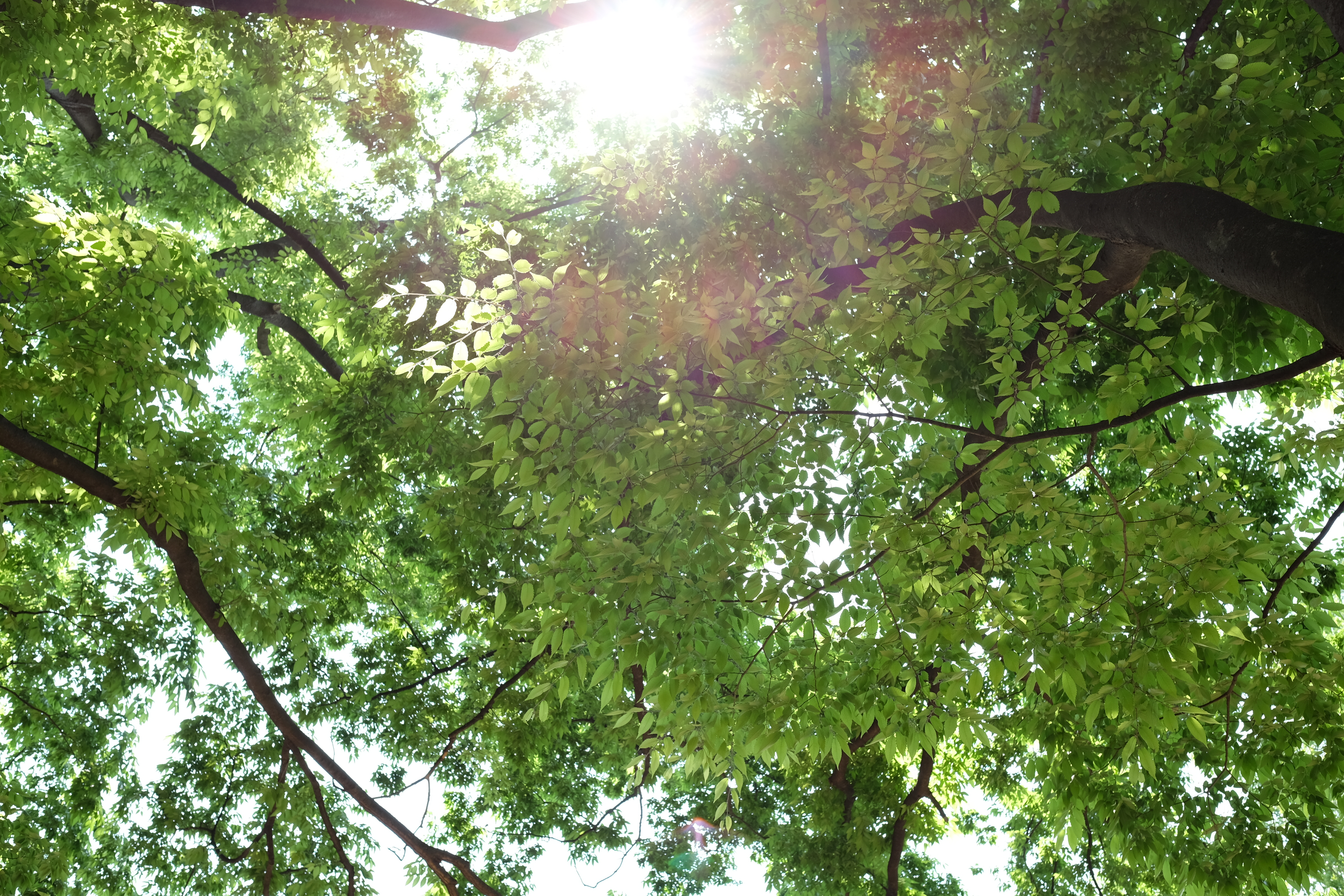 太陽が画面内に入る逆光で撮影。X-T1 / 1/90秒 / F5.6 / +1EV / ISO200 / 絞り優先AE / WB：オート / 23mm