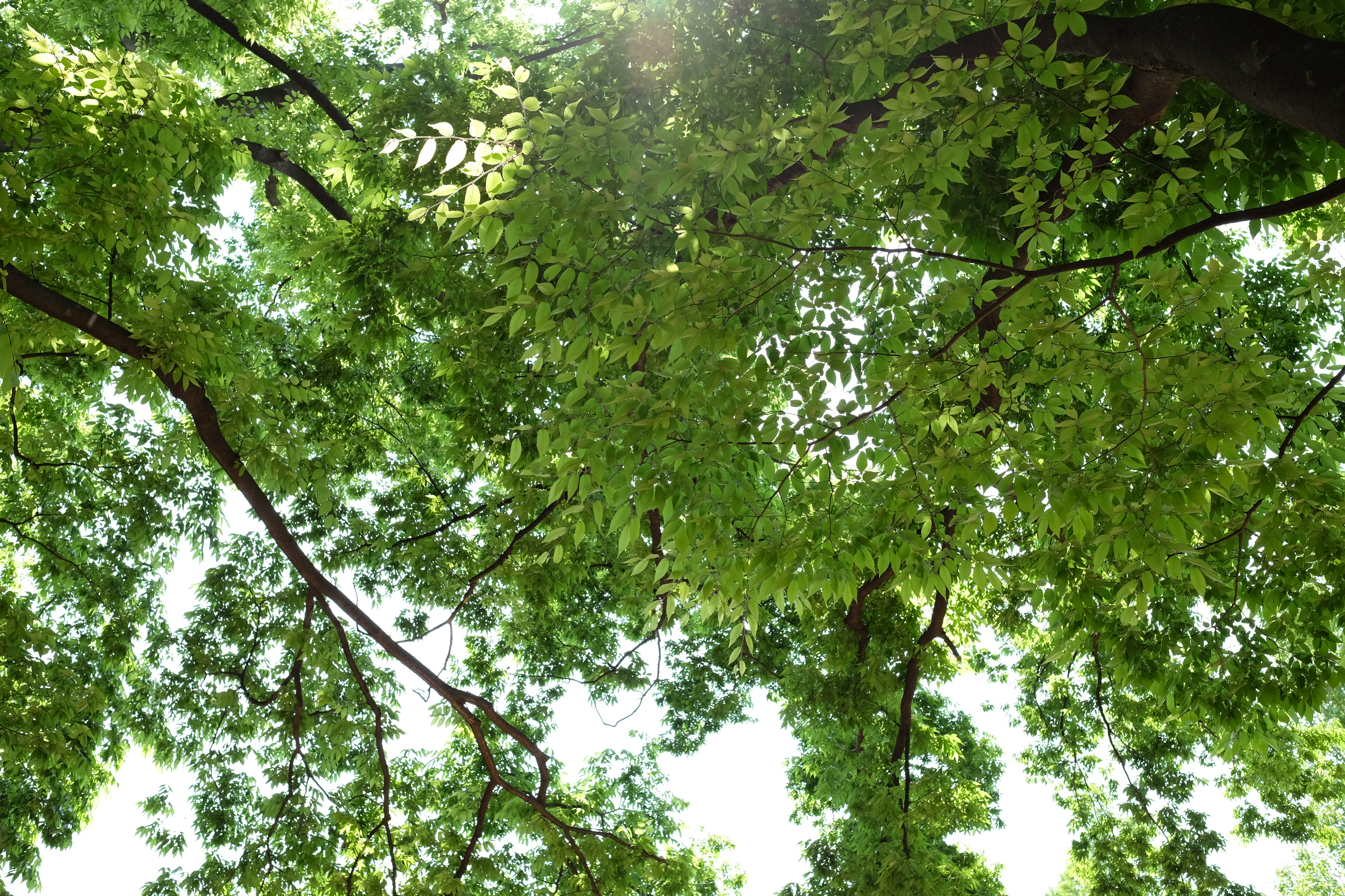 太陽が画面外にある逆光で撮影。X-T1 / 1/90秒 / F5.6 / +1EV / ISO200 / 絞り優先AE / WB：オート / 23mm