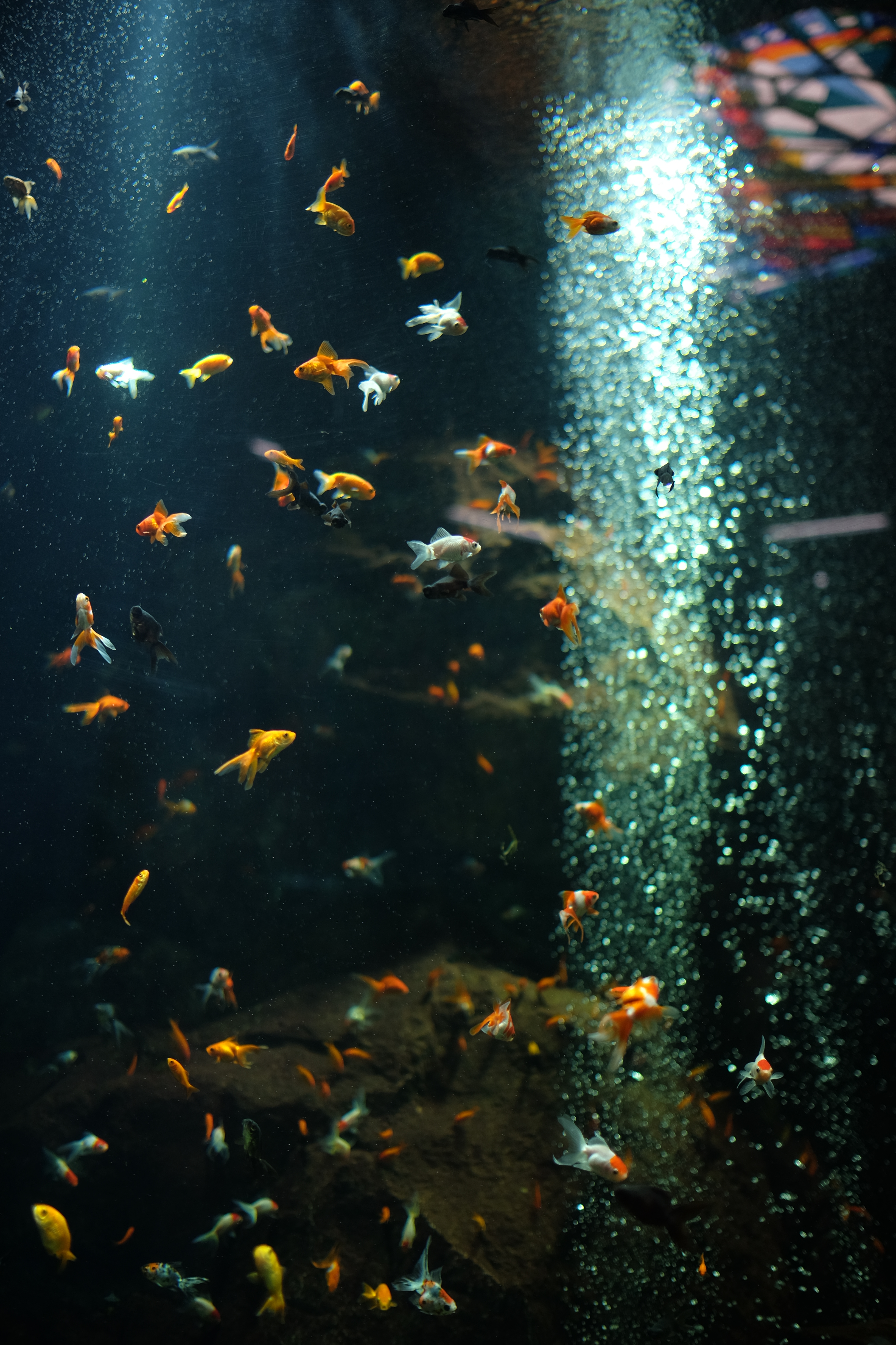 水族館のような暗所でも、開放F1.4ならベースISO感度のままで撮影できた。X-T1 / 1/640秒 / F1.4 / -2EV / ISO200 / 絞り優先AE / WB：オート / 23mm