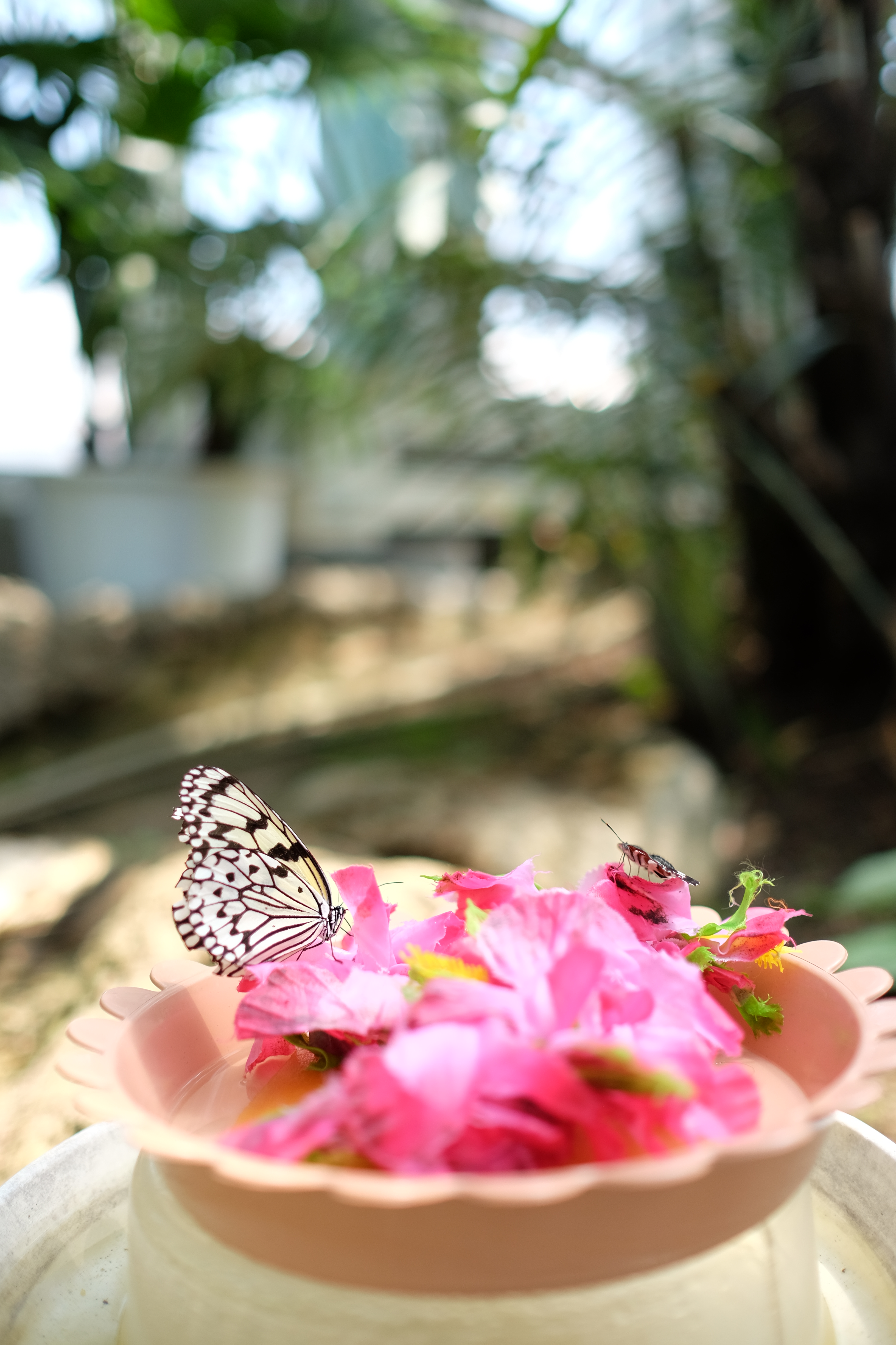 開放で前後のボケを稼ぎ、チョウの薄さを強調してみた。大口径レンズならではの撮り方だ。X-T1 / 1/1250秒 / F1.4 / +0.67EV / ISO200 / 絞り優先AE / WB：オート / 23mm