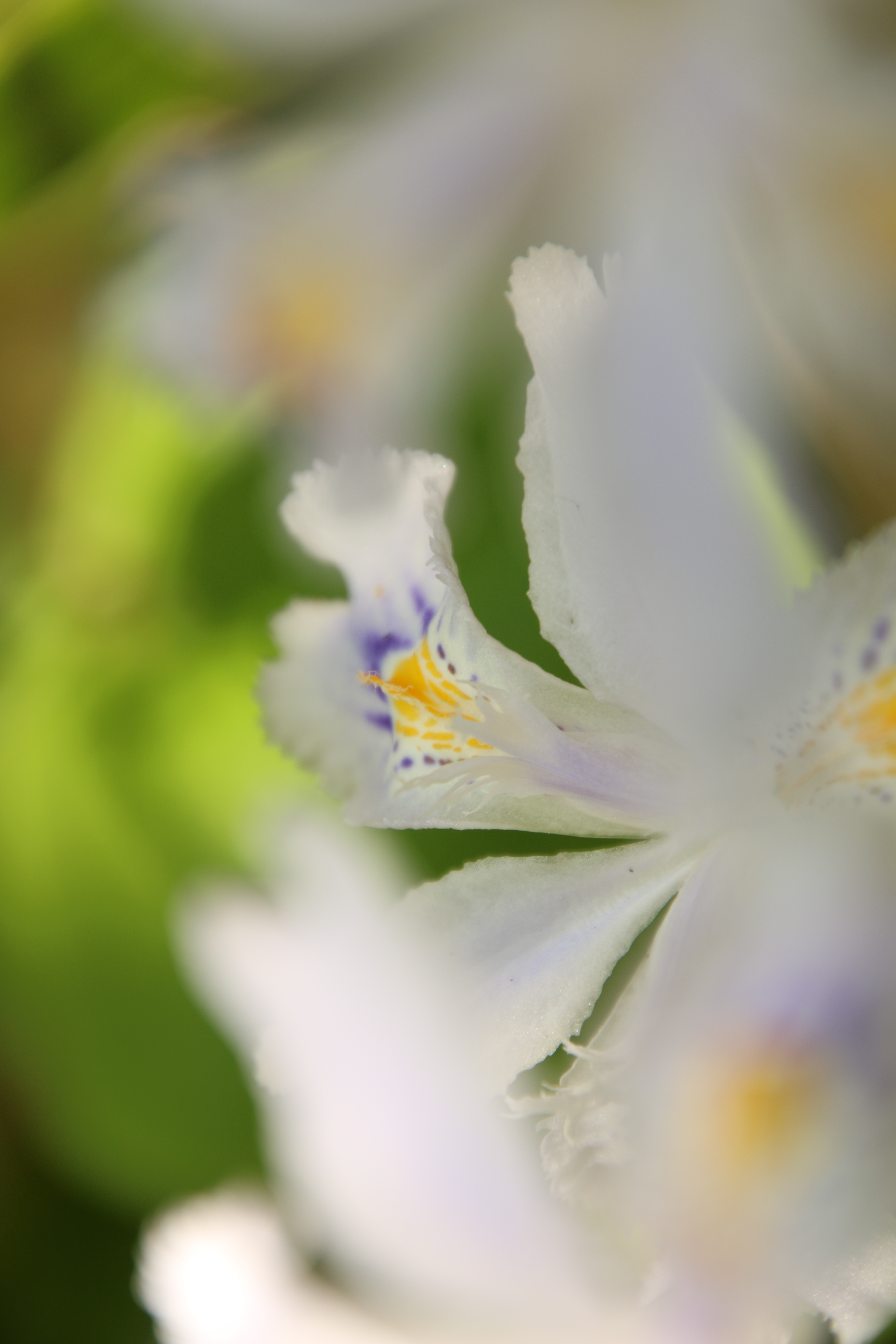 絞り開放・最短撮影距離（39cm）で撮影。EOS 70D / 1/90秒 / F6.3 / +1EV / ISO100 / 絞り優先AE / 300mm