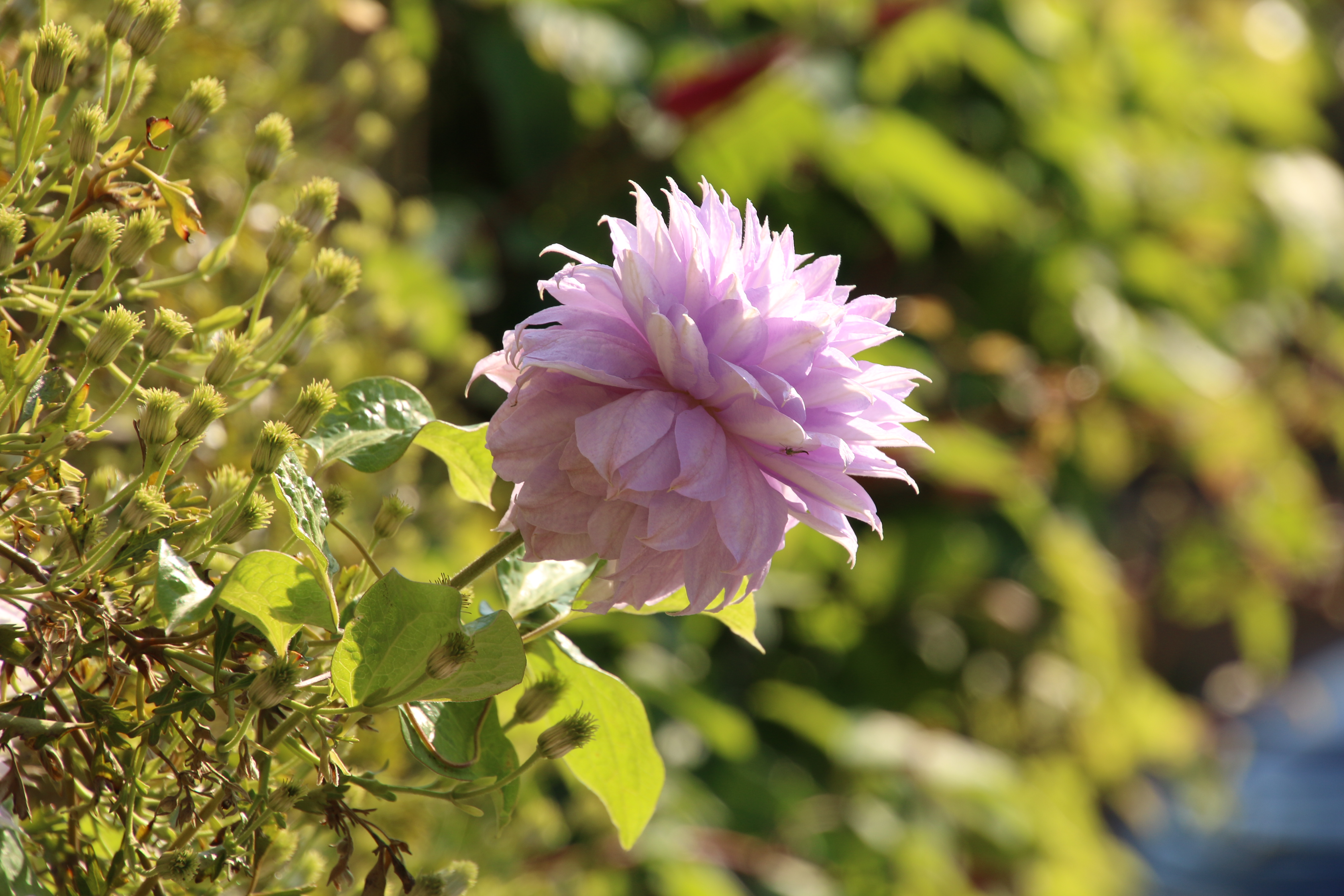民家の庭先に咲いていた花が綺麗なので記念に撮影した。望遠側（この場合焦点距離173mm）の撮影では、少し絞るとコントラストが向上し、円形絞りのおかげで背景ボケも柔らかく綺麗に写る。EOS 70D / 1/180秒 / F8 / +1EV / ISO100 / 絞り優先AE / 173mm