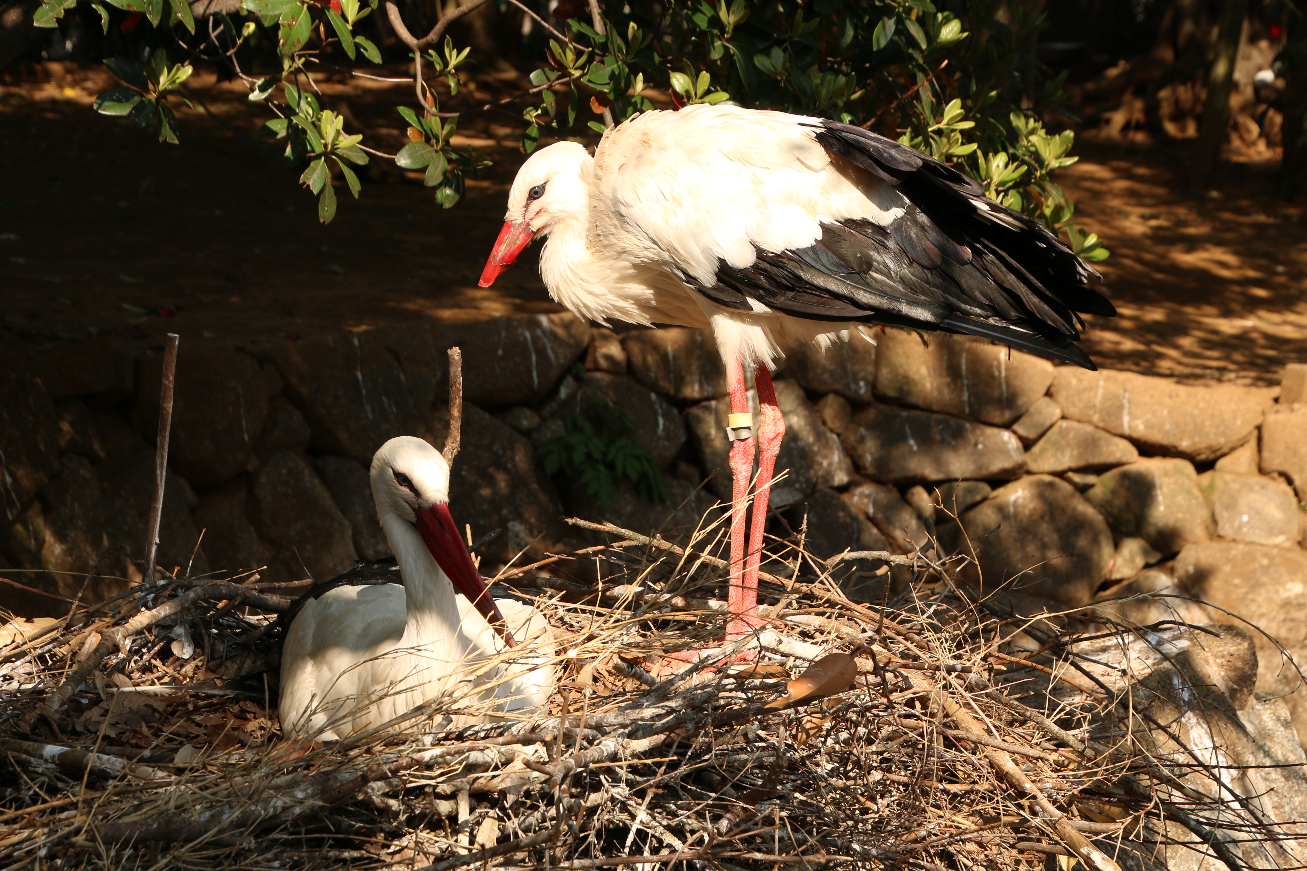 巣で卵を抱く母鳥を心配そうに（?）見ているもう一羽が微笑ましく感じた。焦点距離66mmで撮影。焦点距離ごとに画質や画角はさまざまな表情をみせる。ズーム端だけでなく中間の焦点距離も積極的に使いたい。EOS 70D / 1/90秒 / F8 / 0EV / ISO100 / 絞り優先AE / 66mm