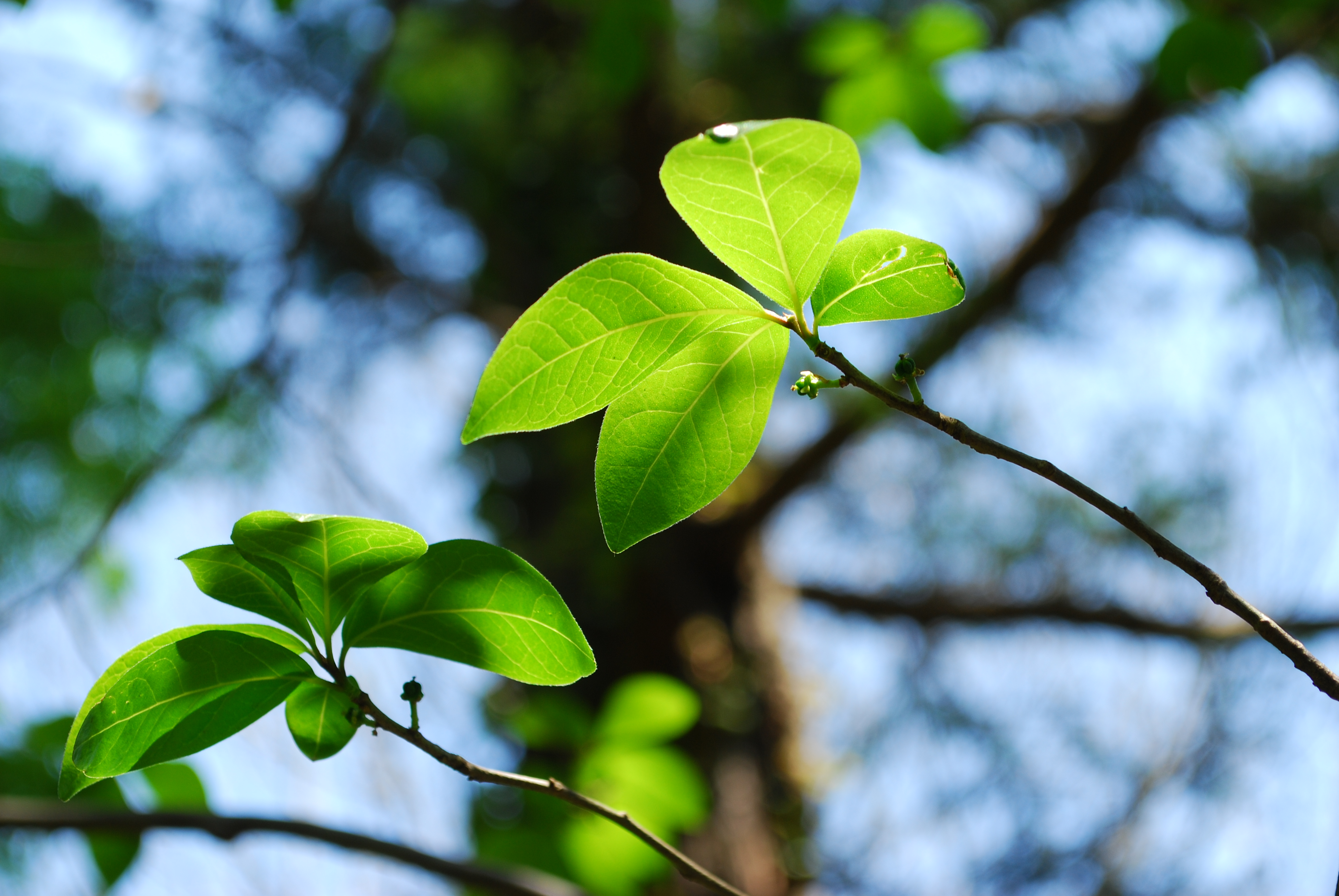 ISO100 / F8 / 1/60秒 / 82mm相当