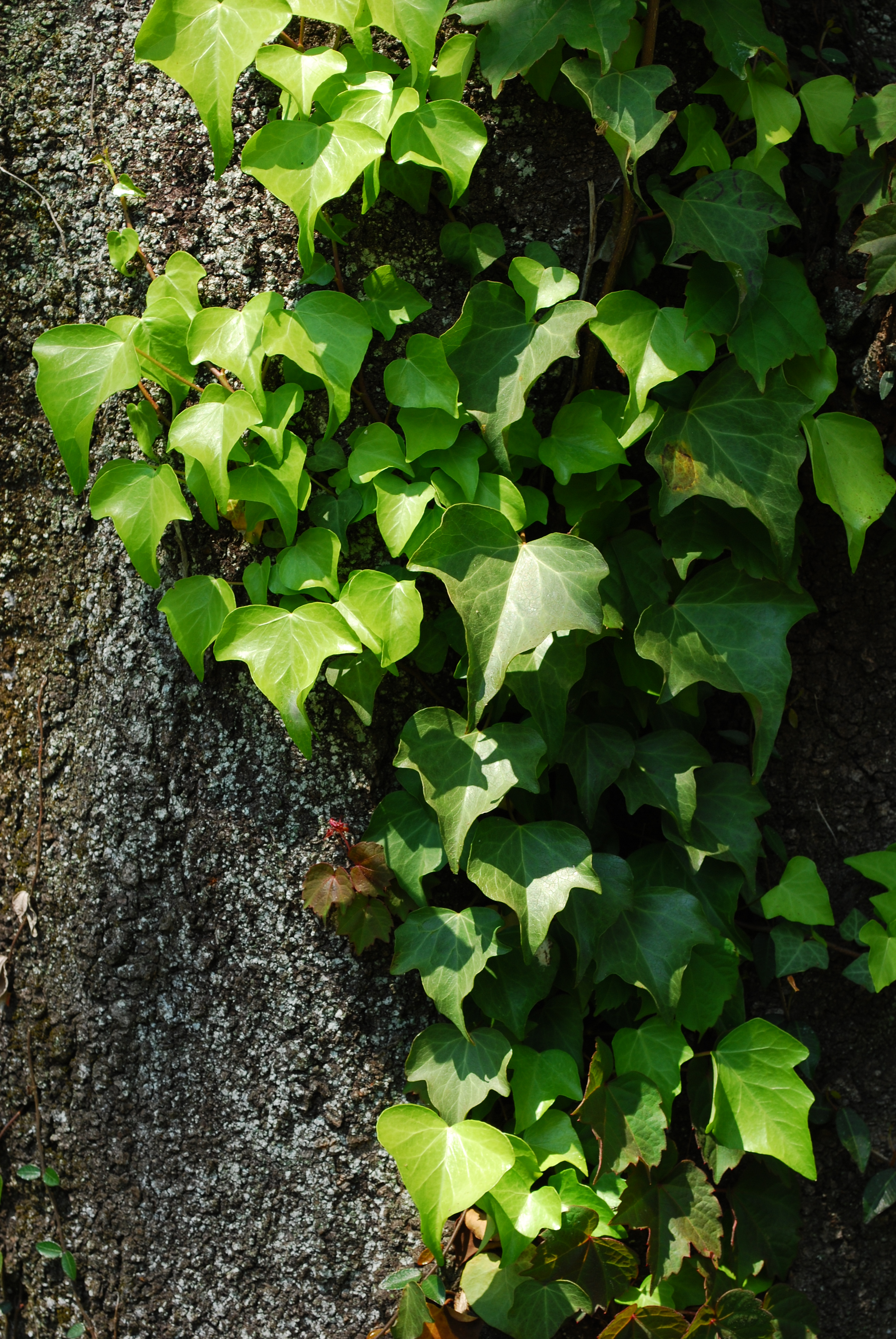 ISO100 / F8 / 1/100秒 / 82mm相当