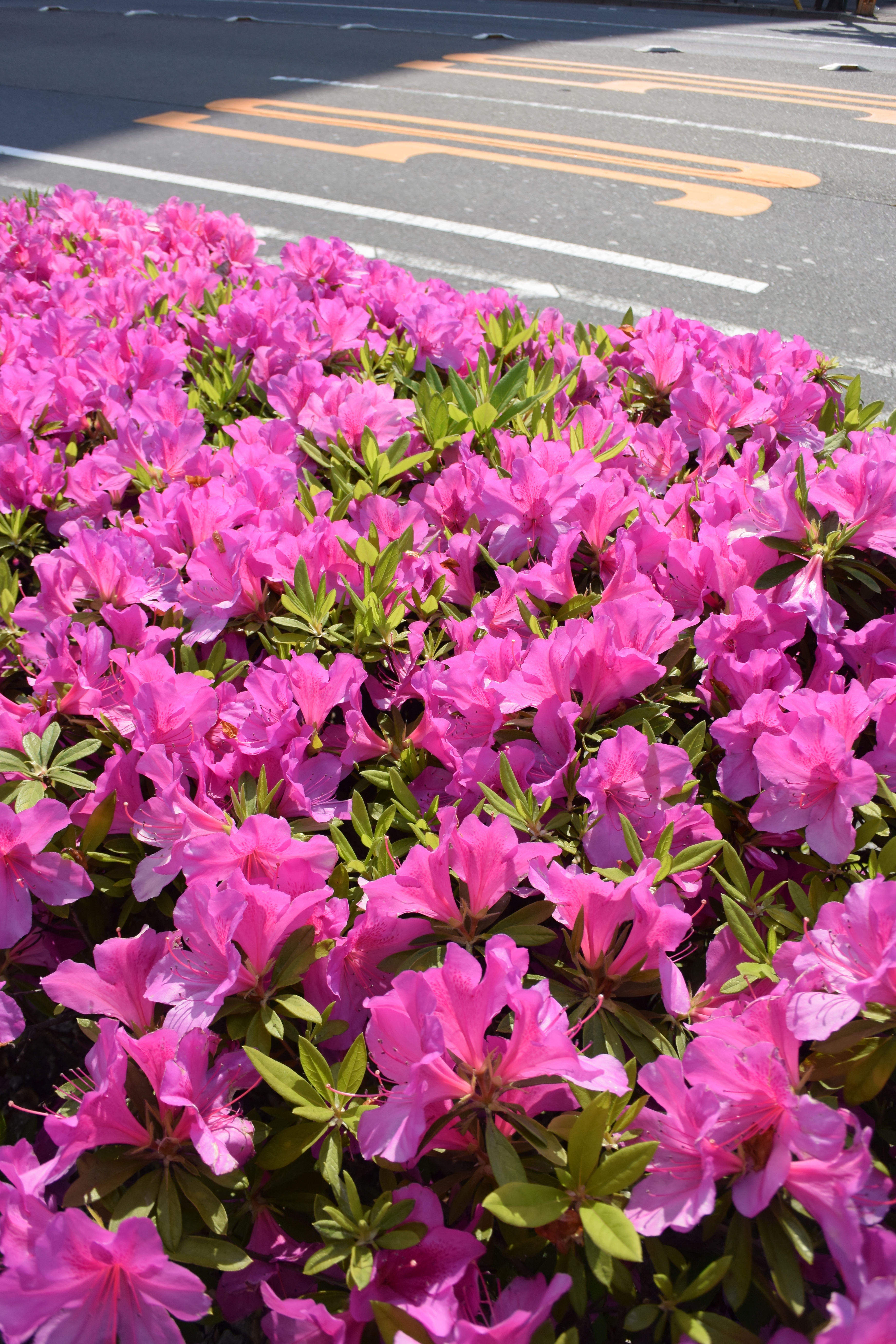 ISO160 / F4 / 1/1,000秒 / 27mm相当