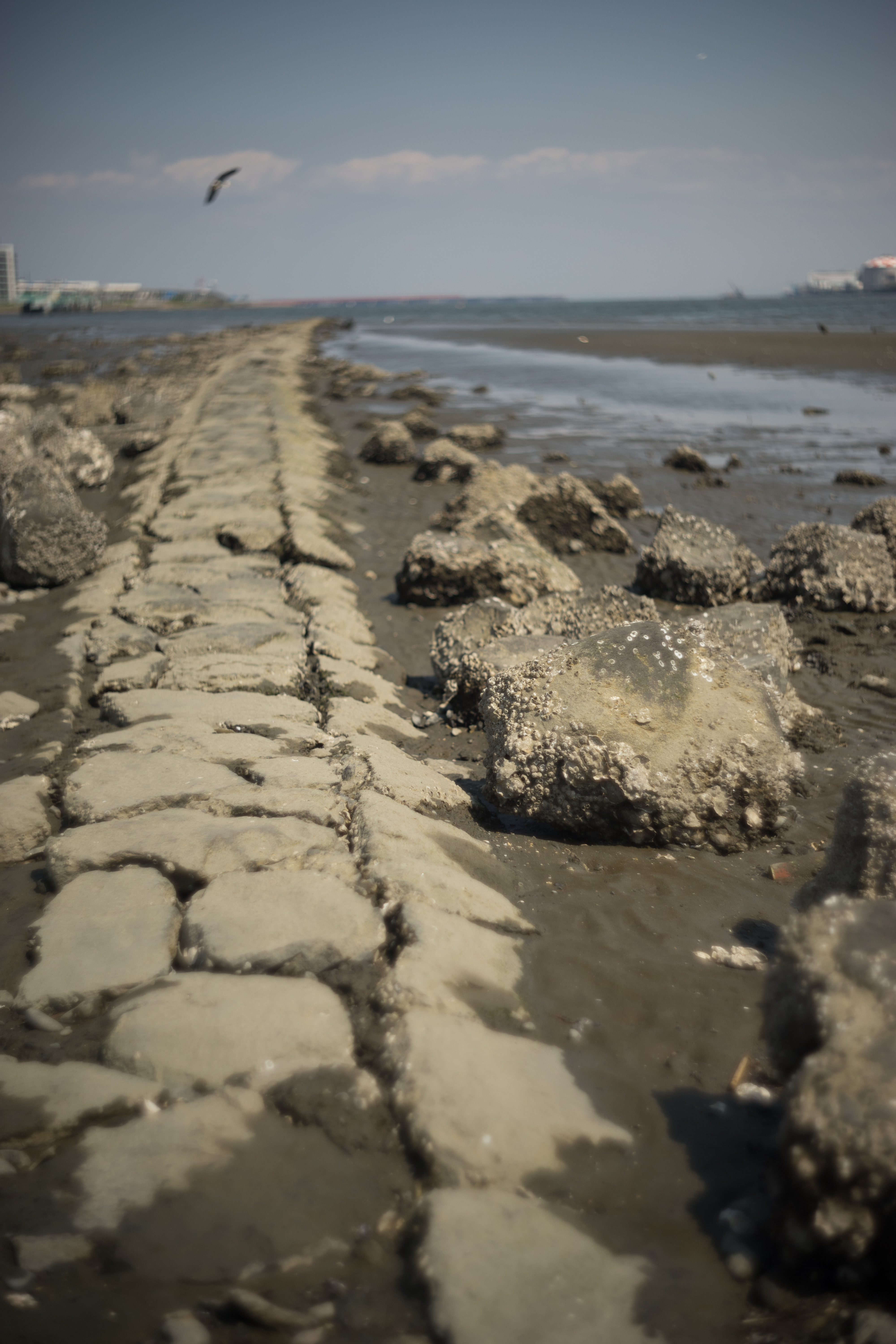 α7 / Ektar 50mm F1.9 / 6,000×4,000 / 1/6,400秒 / F1.9 / 0EV / ISO100 / WB:オート / 50mm