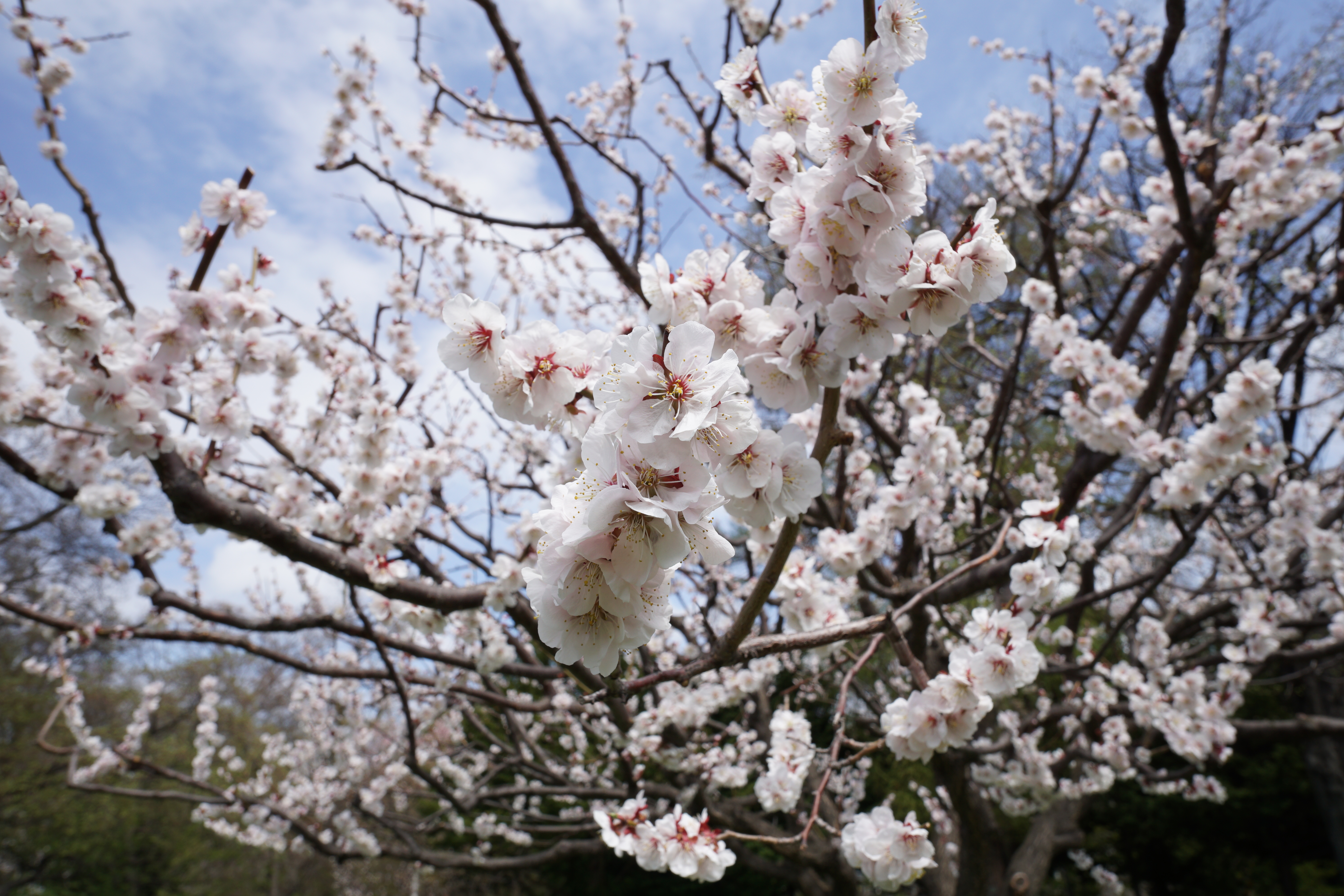 Touit 2.8/12 / 1/200秒 / F8 / +0.7EV / ISO100 / 絞り優先AE / 12mm