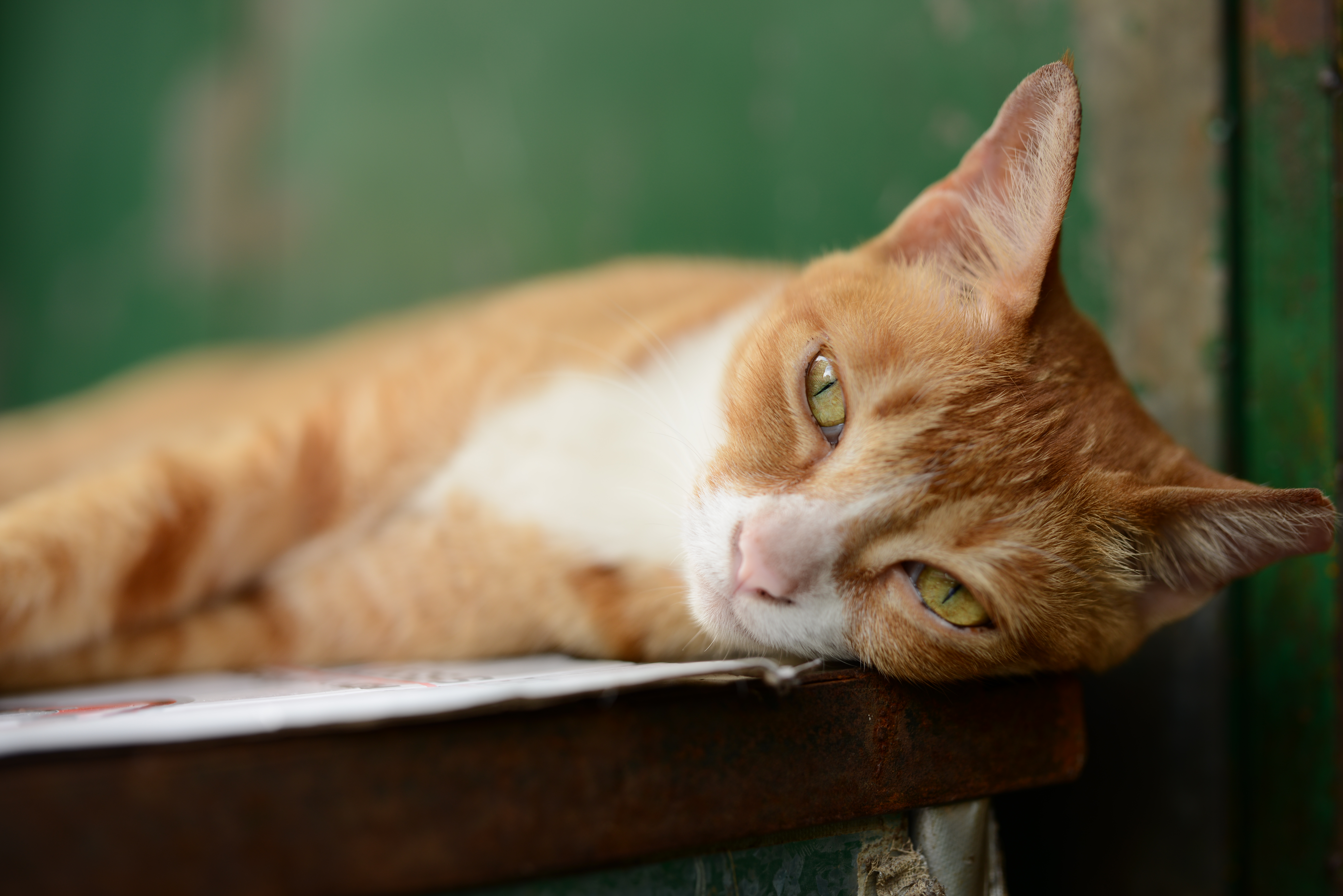 寝ている猫を撮影。ピント位置の目を見てみると猫の目のディテールまでしっかりと表現できている。ピント位置からアウトフォーカスにかけてのナチュラルなボケ具合がとても素直で美しい。D800E / 1/200秒 / F2.2 / +0.7EV / ISO100 / 絞り優先AE / 55mm