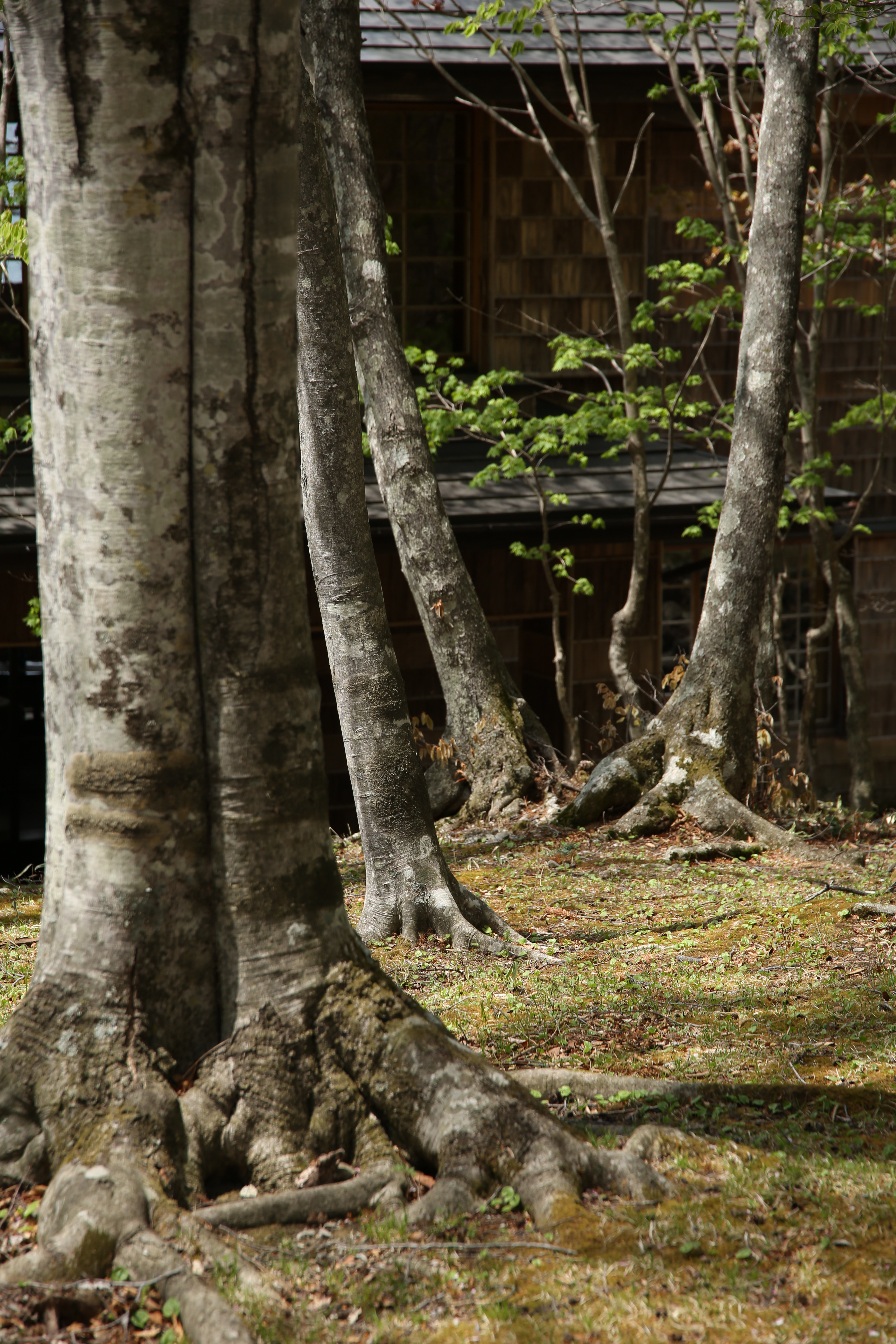 絞りF5.6・距離数mで撮影。EOS 5D Mark III / 1/250秒 / F5.6 / 0EV / ISO100 / 105mm