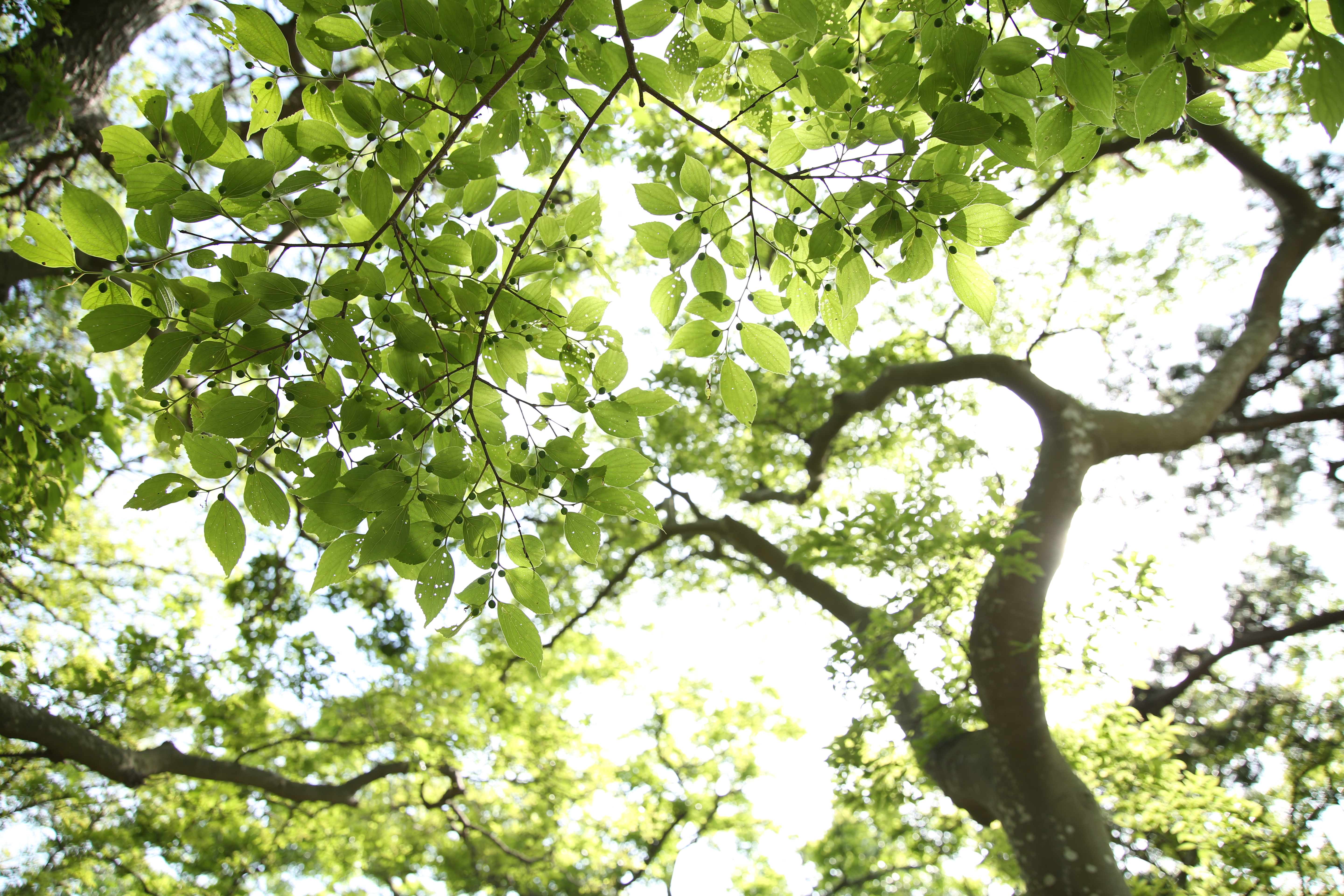 太陽が画面外にある逆光で撮影。EOS 5D Mark III / 1/100秒 / F4 / 0EV / ISO100 / 24mm
