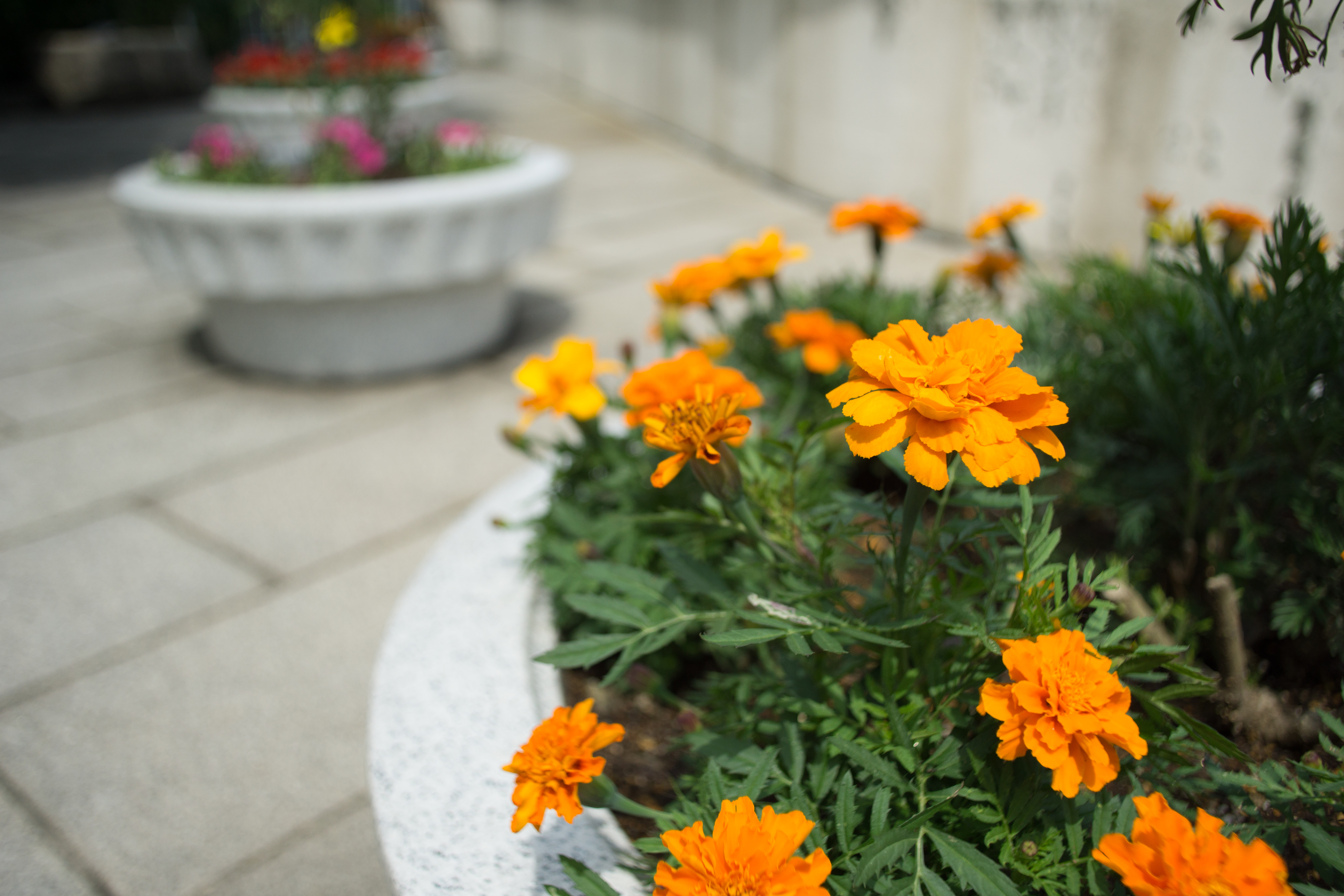 α6000 / Distagon T* 25mm F2.8 / 6,000×4,000 / 1/4,000秒 / F4 / +0.7EV / ISO200 / WB:オート / 25mm