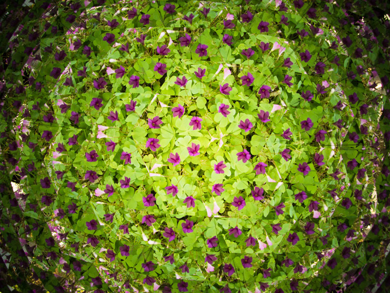 フィッシュアイボディーキャップレンズ+OLYMPUS PEN E-P5。鏡で反射を繰り返すと少しずつ暗くなっていく。反射率の高い、クリアな鏡を使うといい