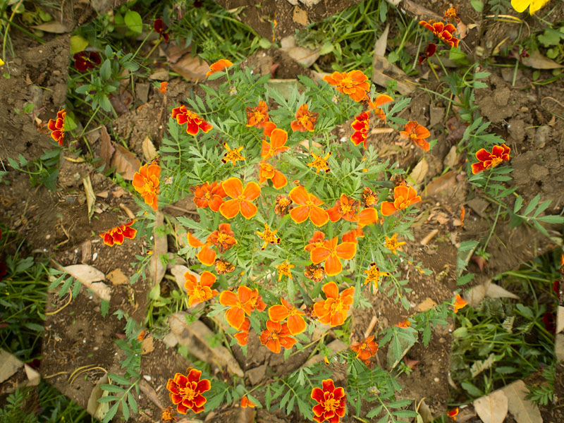 同じ被写体で万華鏡を被写体から離すとこんな感じになる。遠い風景などだとパターン化されず、わけのわからない写真になる。OLYMPUS PEN E-P5、M.ZUIKO DIGITAL 17mm F1.8