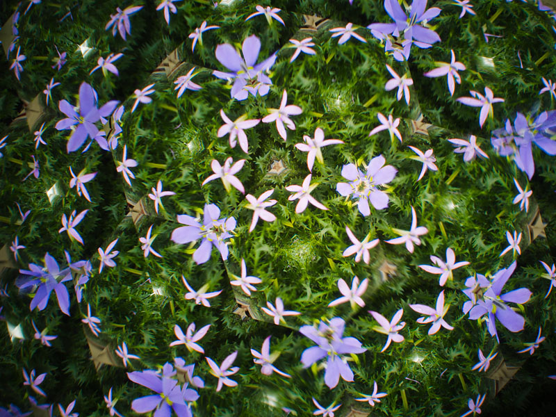 ちょっと引いて撮れるので、花びらだけでなく、花全体を撮影することが可能。オリンパス PEN E-P5、M.ZUIKO DIGITAL 17mm F1.8