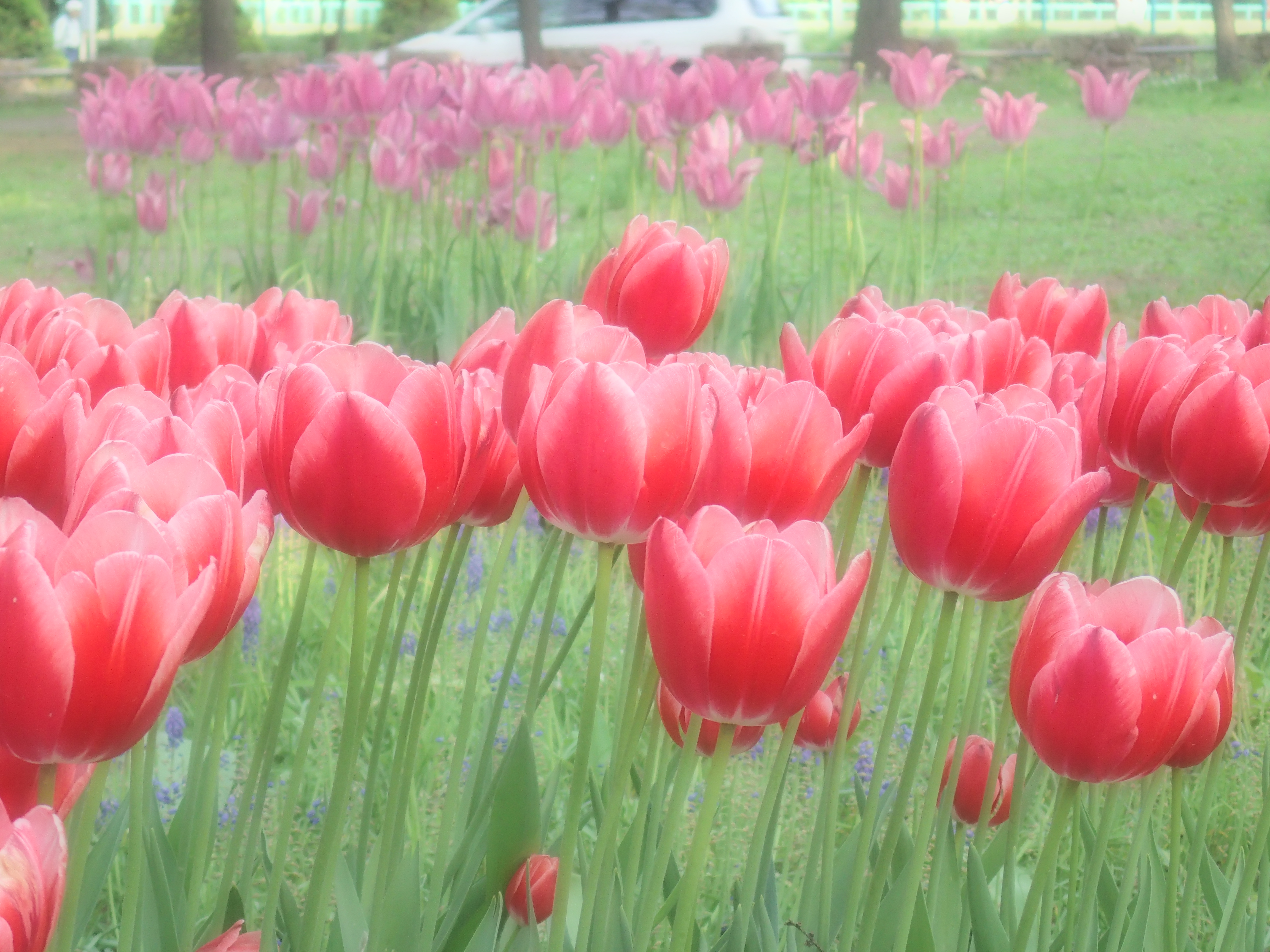 ファンタジックフォーカス