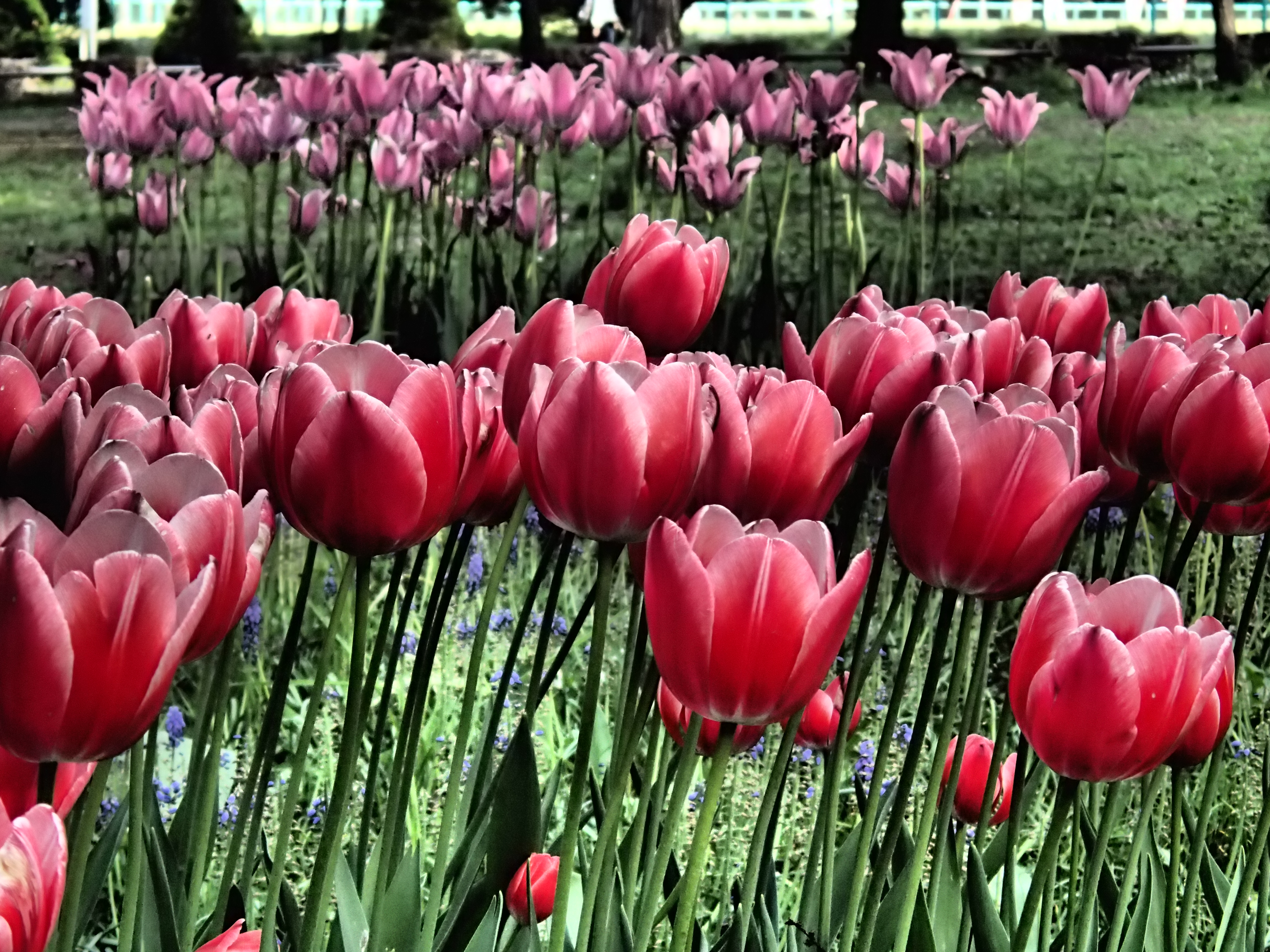 ドラマチックトーン