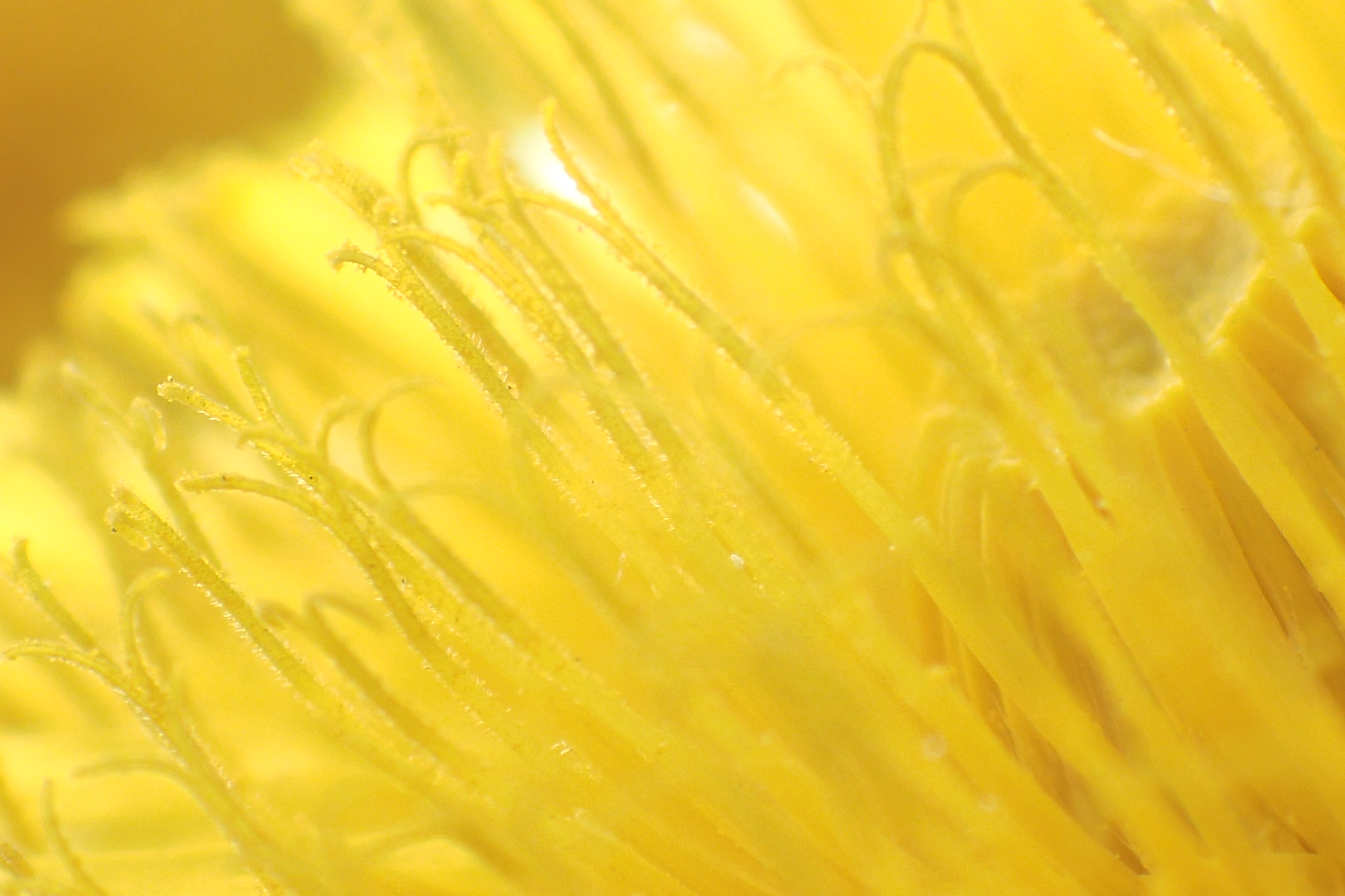 顕微鏡コントロールモード：2倍