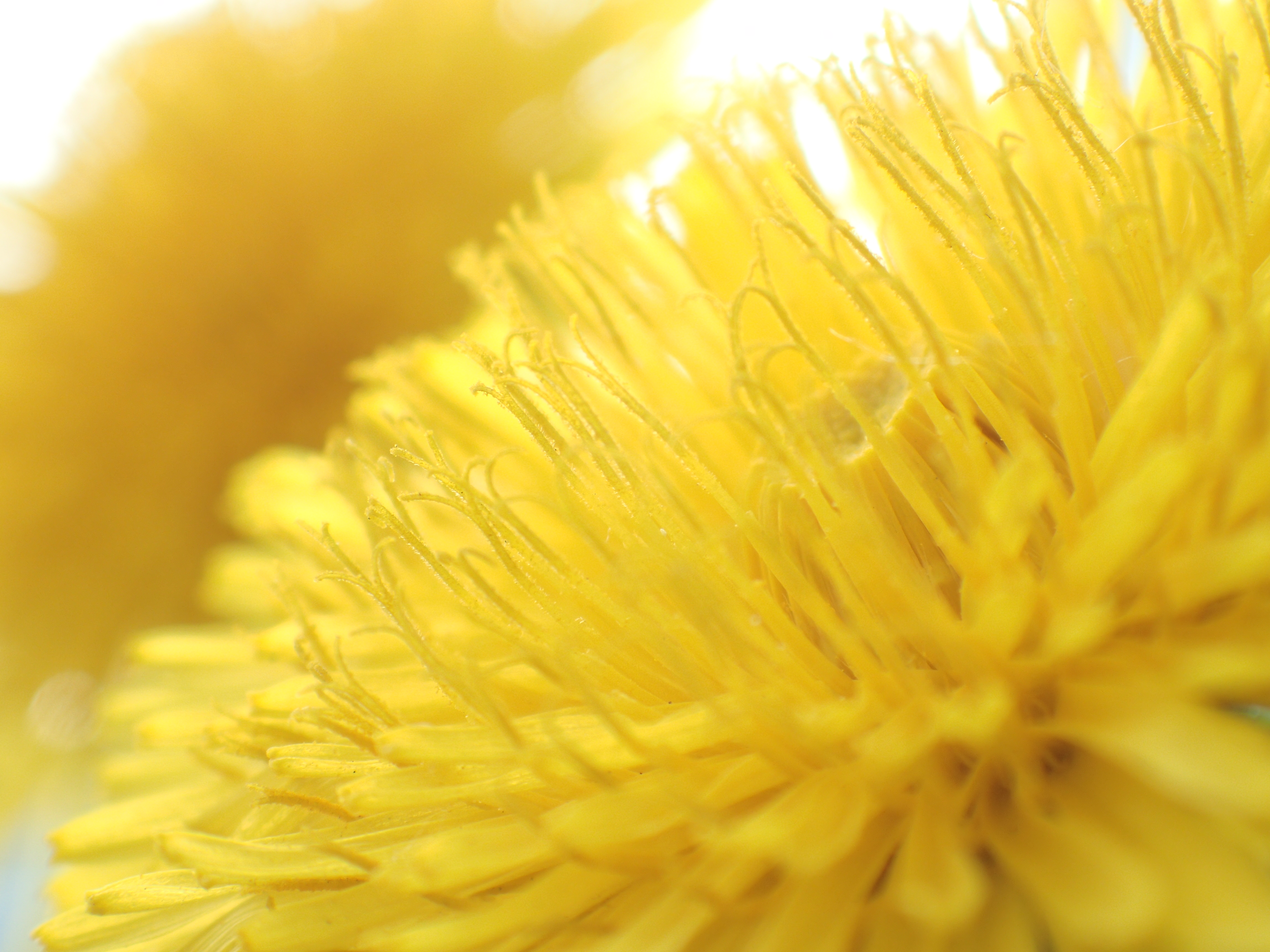 ピント位置：標準