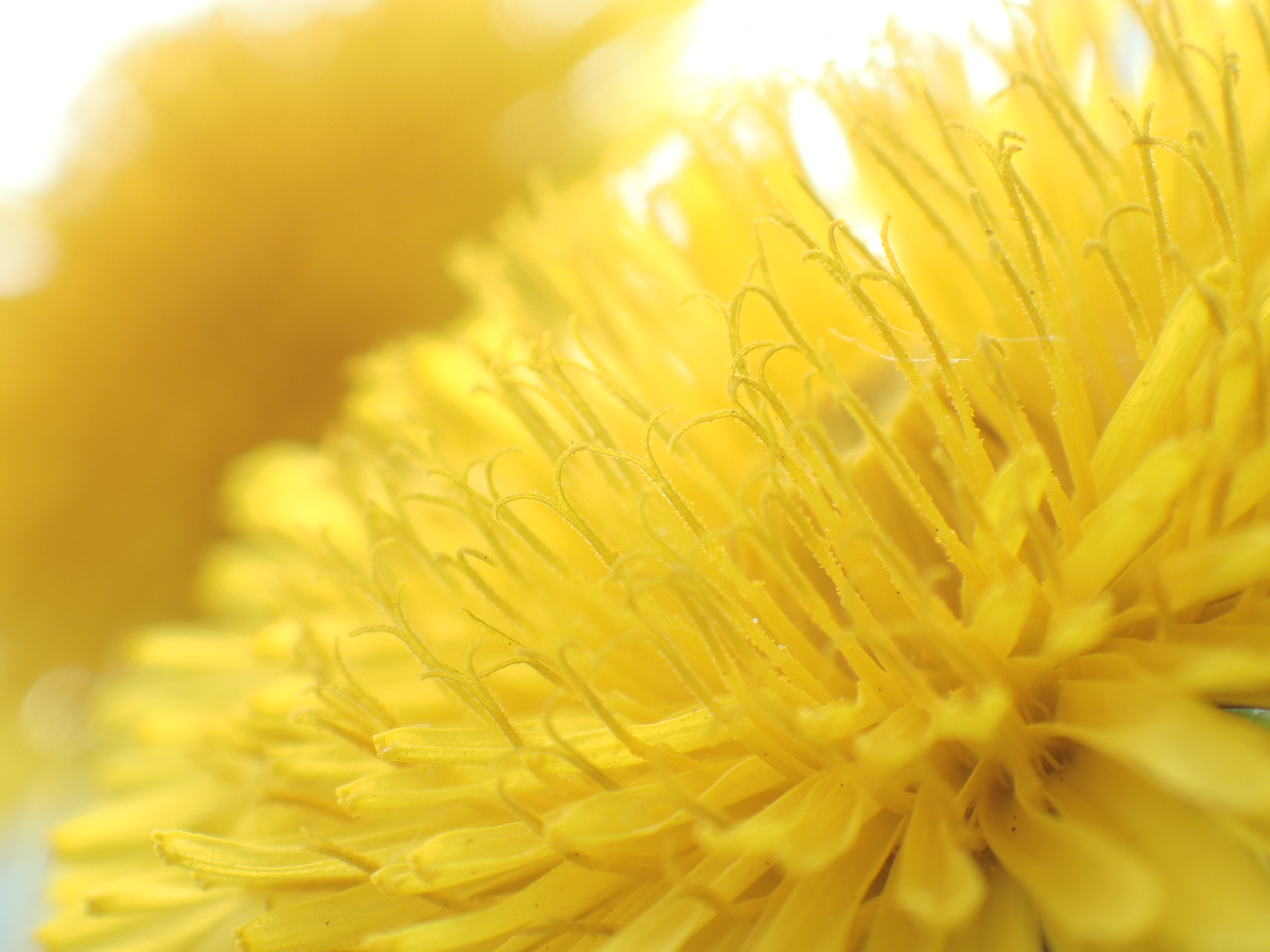 ピント位置：変化