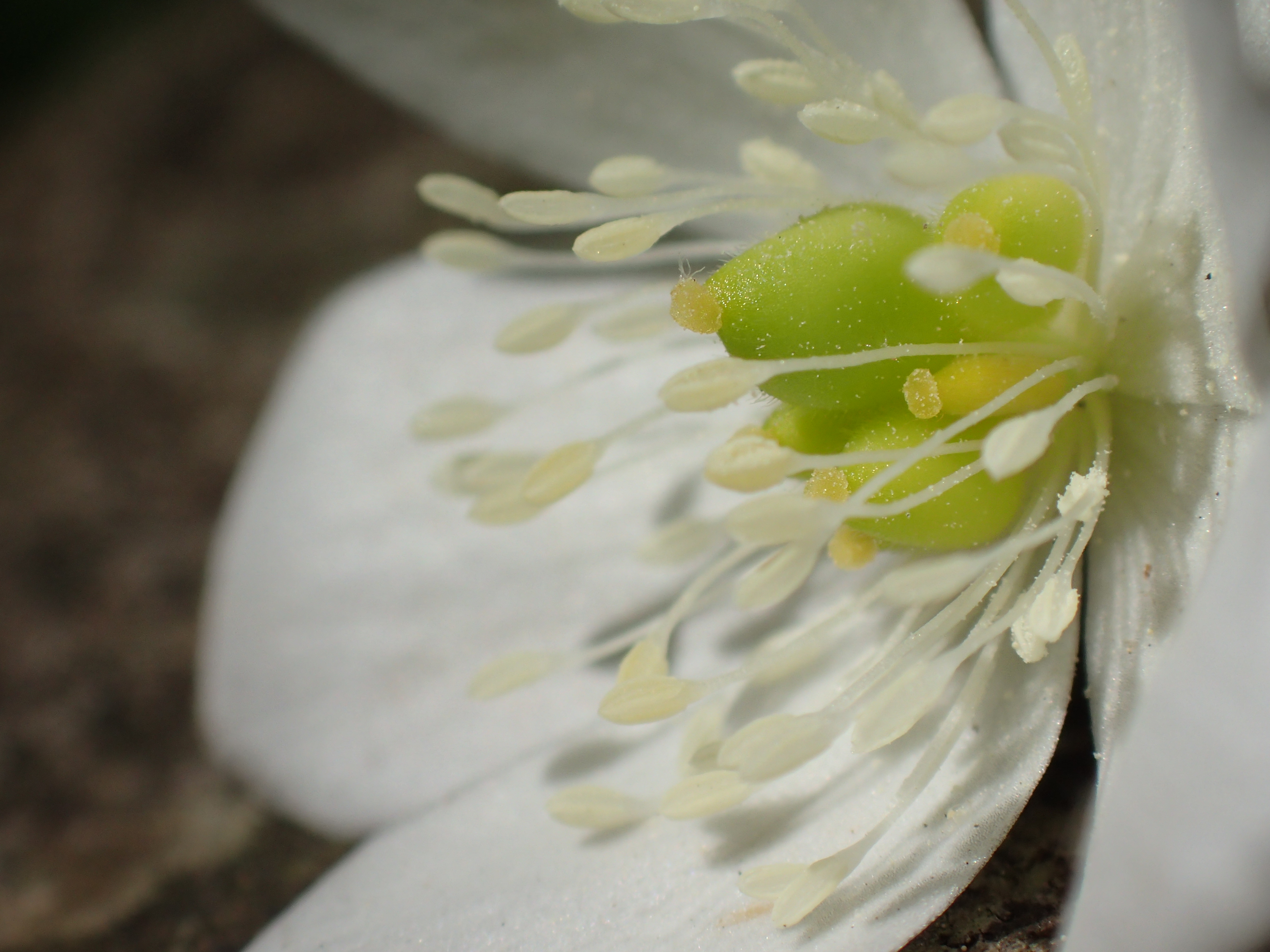 摘んだ花を日の当たる場所に置いての深度合成モード。風の影響が避けられるし、感度も低く抑えられるので画質面でも有利だ。