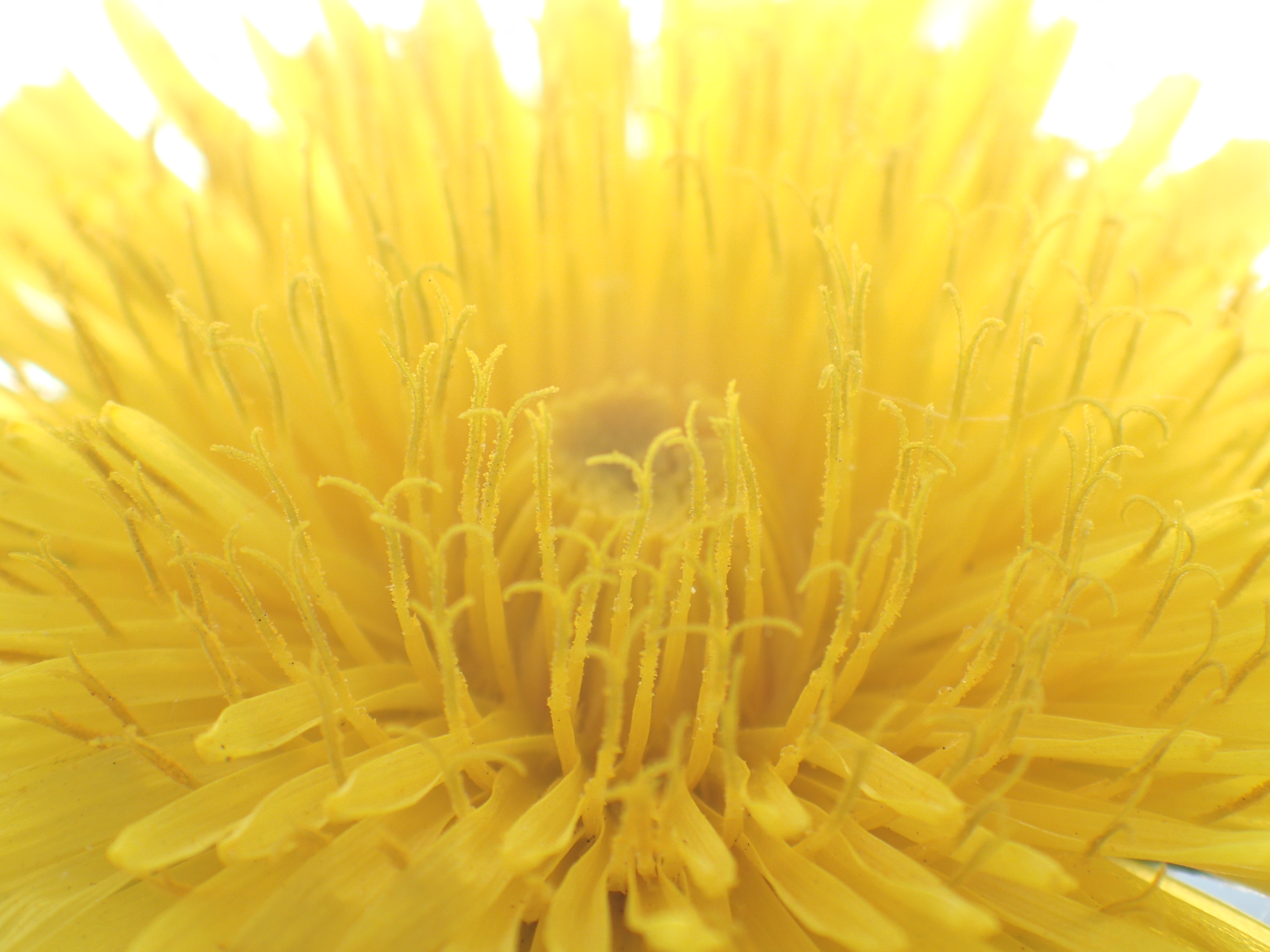 AFでは狙いどおりのポイントにうまくピントが合ってくれないこともある。そういうときにフォーカスブラケットモードを使うと便利。