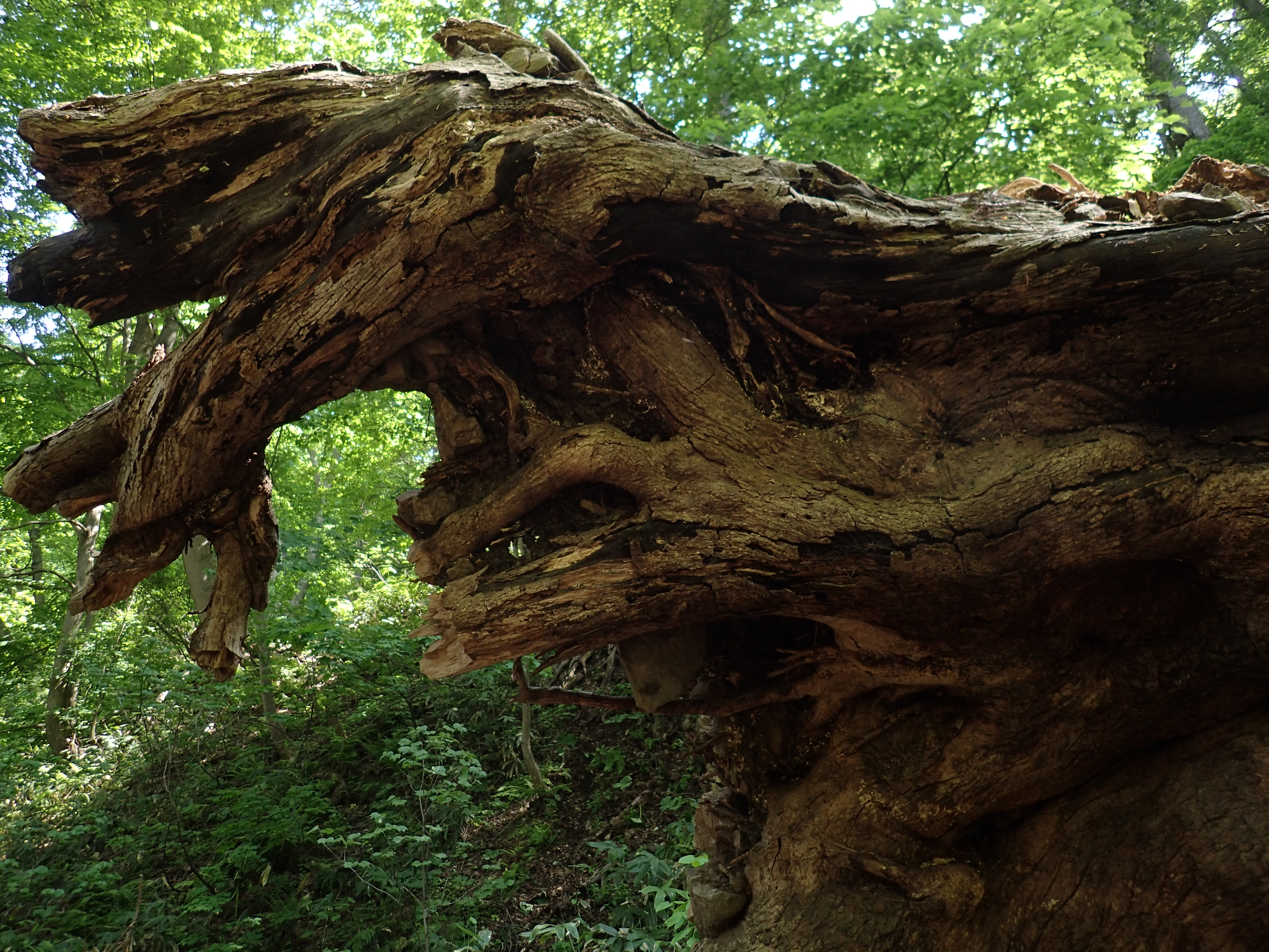 倒木の根もと。画質のことを考えると感度はなるべく上げたくないので、広角端だけでも明るいのはありがたい。望遠も明るければもっとありがたいけど。ISO100 / F2 / 1/80秒 / 4.5mm（25mm相当）