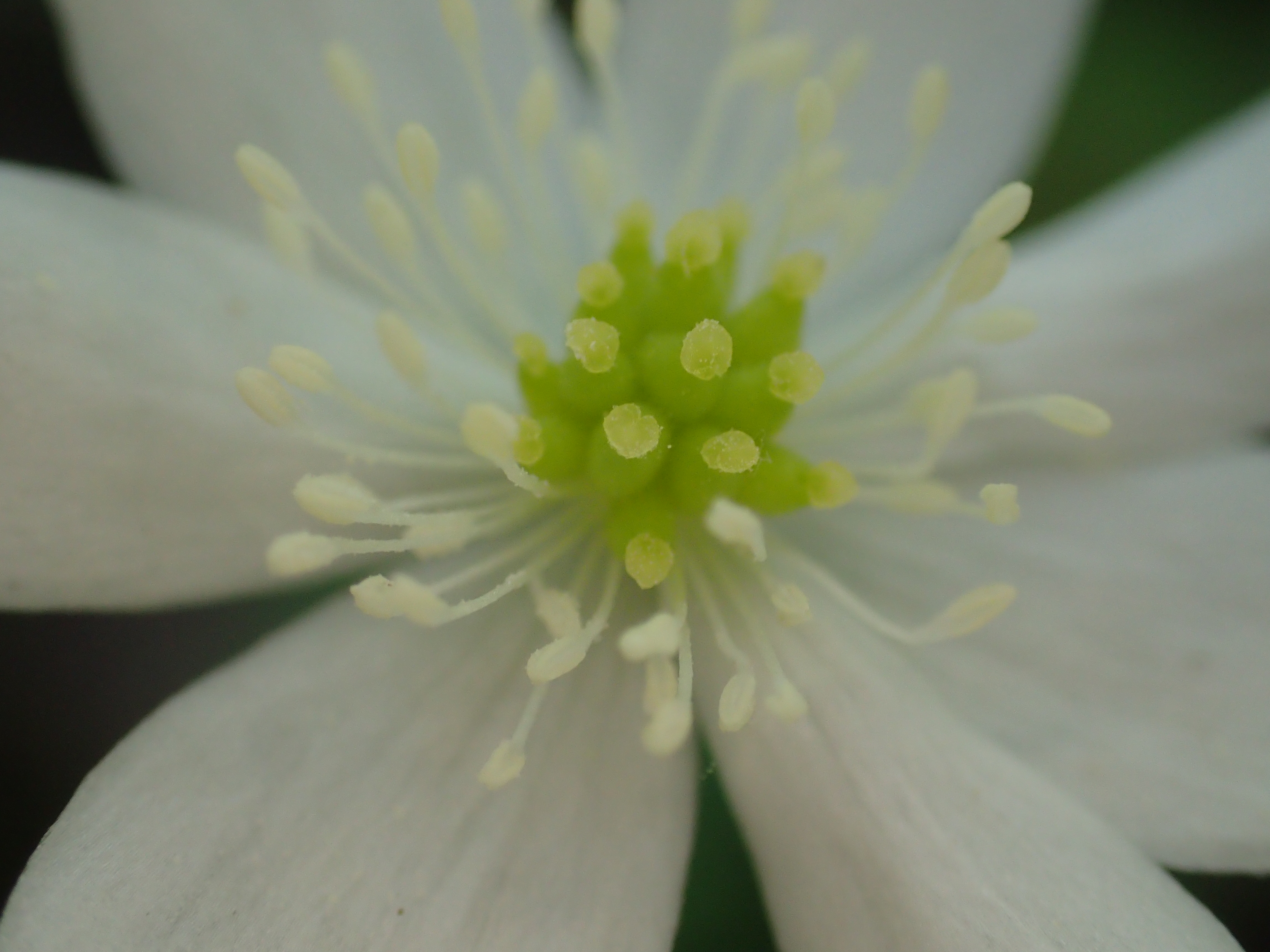 顕微鏡モードでの撮影。35mm判フルサイズ換算で等倍以上の接写が簡単に楽しめるのはすごい。しかも、意外と手持ちでいけるのが楽しい。ISO400 / F4 / 1/100秒 / 12.6mm（70mm相当）