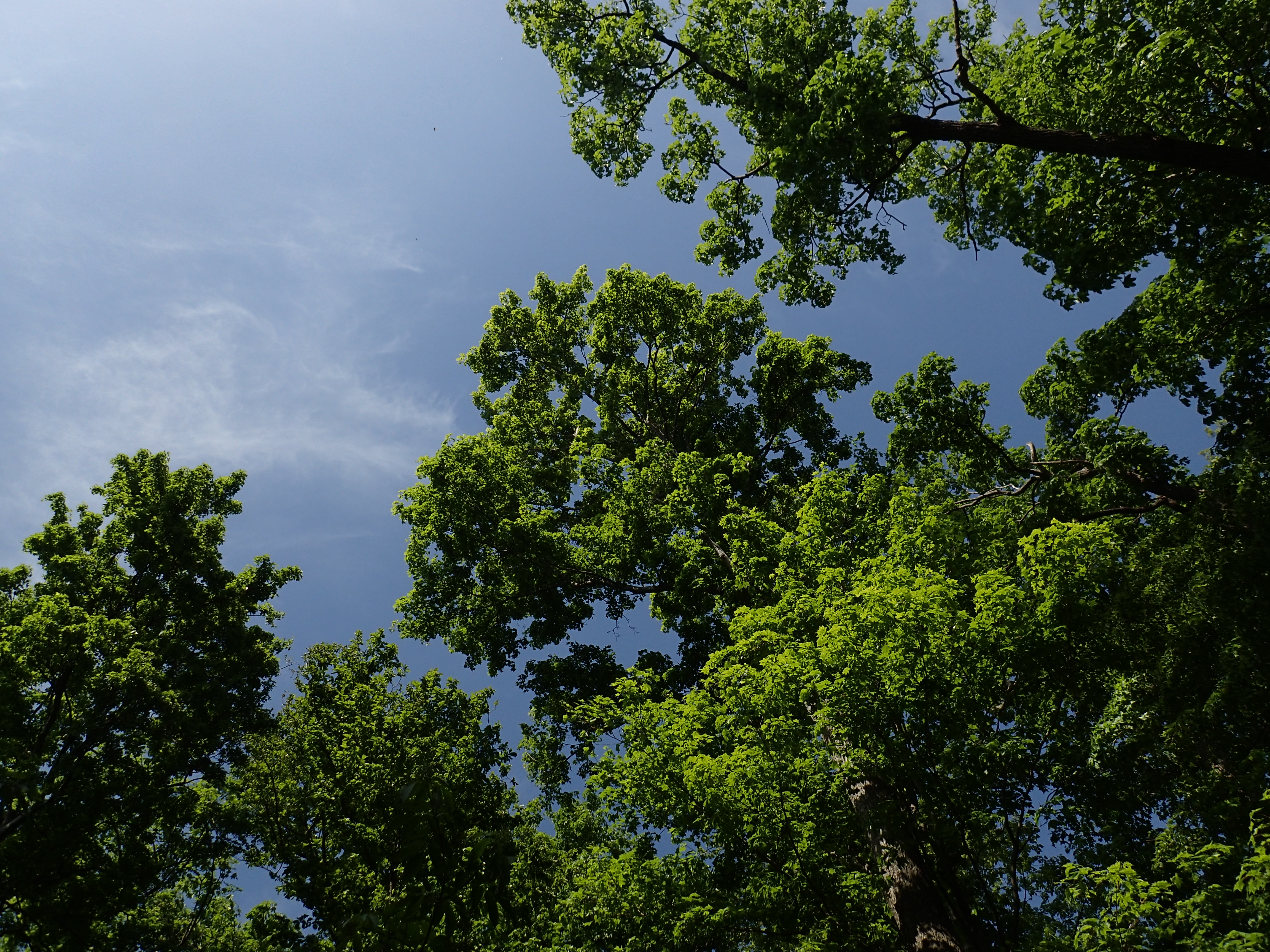 同社の一眼レフやミラーレスにも「Natural」はあるが、それよりもかなり彩度とコントラストが高い。ISO100 / F8 / 1/250秒 / 4.5mm（25mm相当）