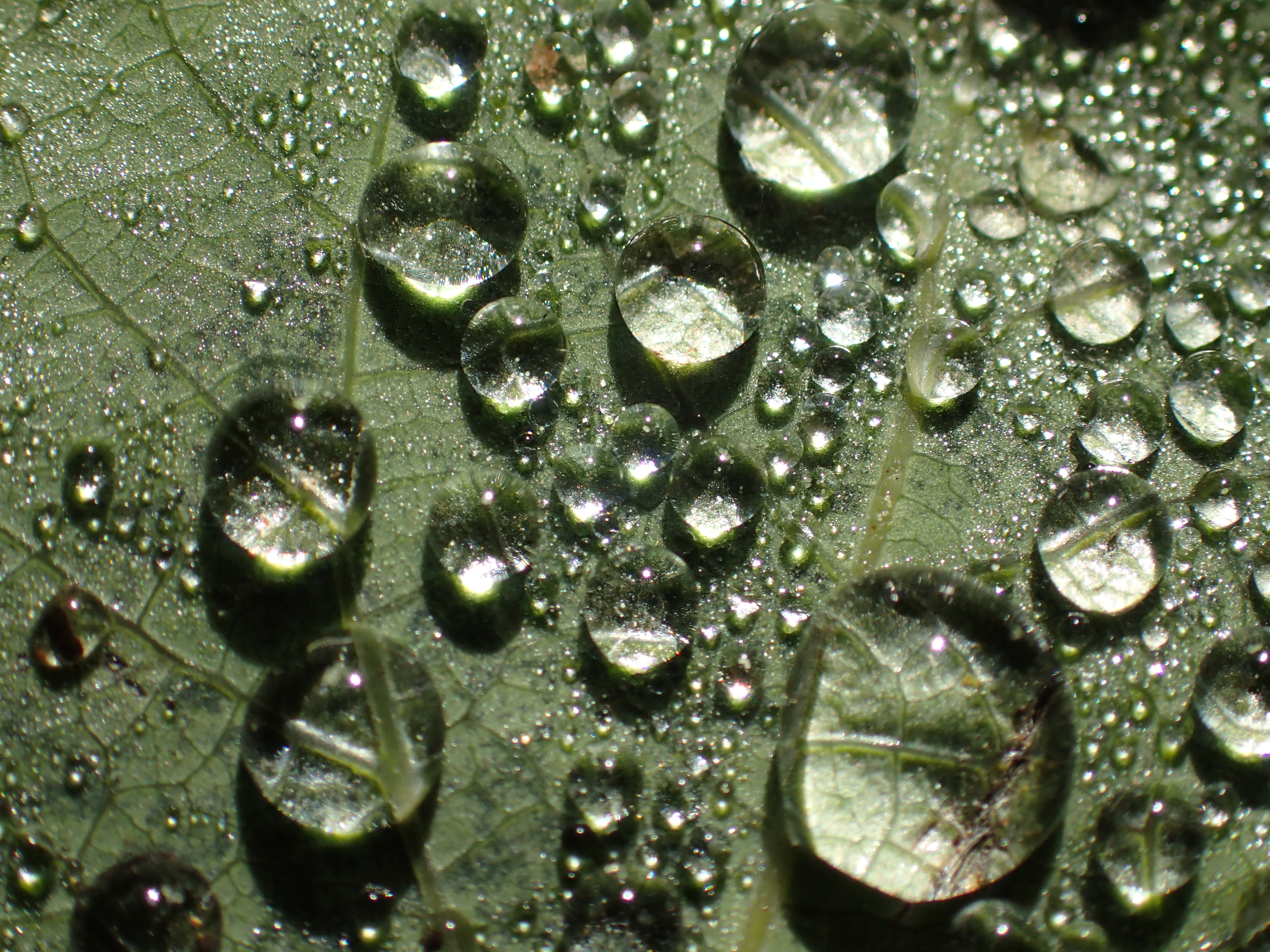 落ちた葉が地面から吸った水分が滴になっていた。それを顕微鏡モードで。ISO250 / F4.5 / 1/320秒 / 15.4mm（85mm相当）