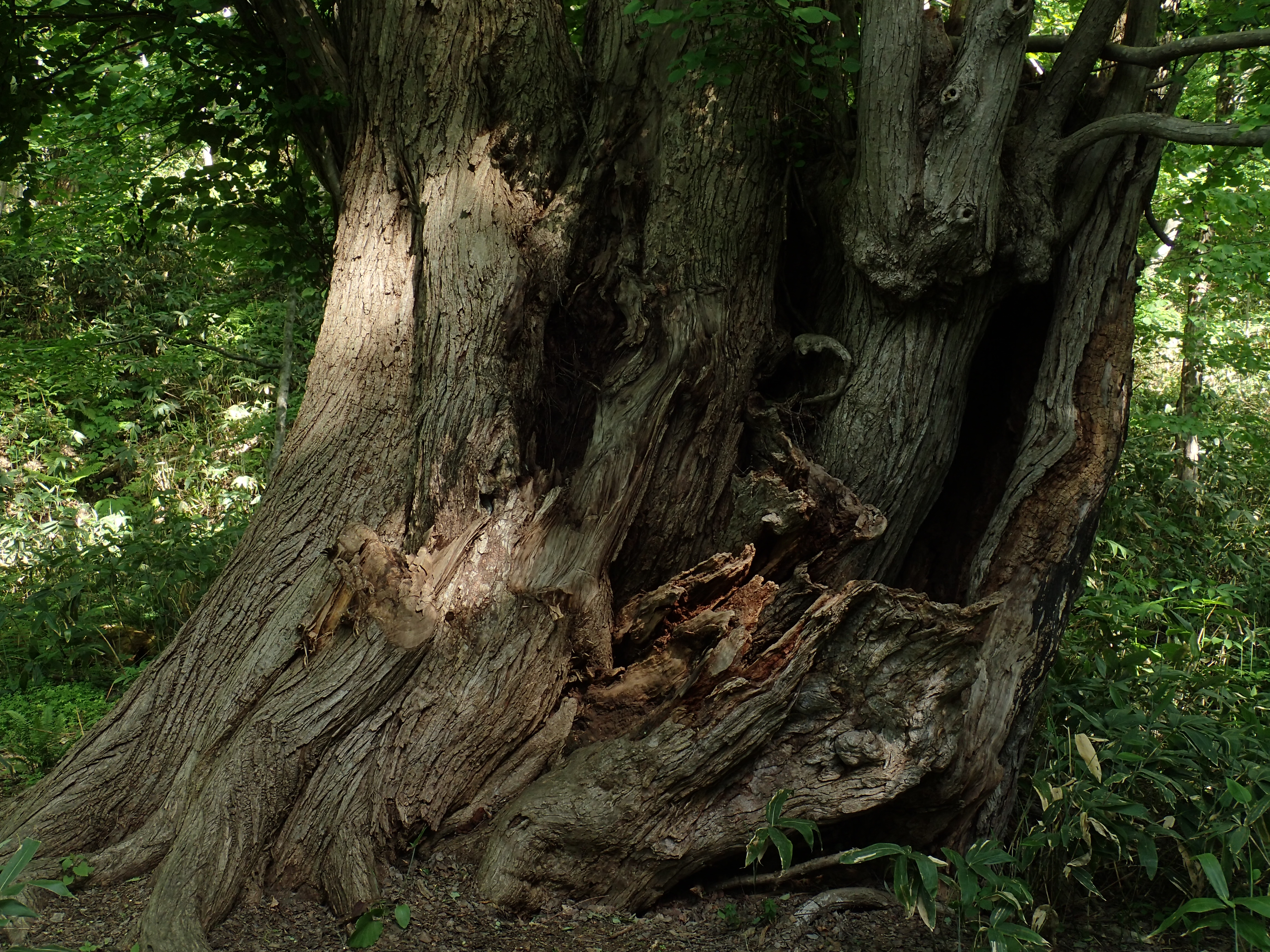 せっかく搭載しているのだからと絞り優先AEで撮ったカット。1/2.3型センサーのコンパクトカメラだとあまり意味はない気もするが。ISO100 / F3.5 / 1/40秒 / 6.9mm（38mm相当）