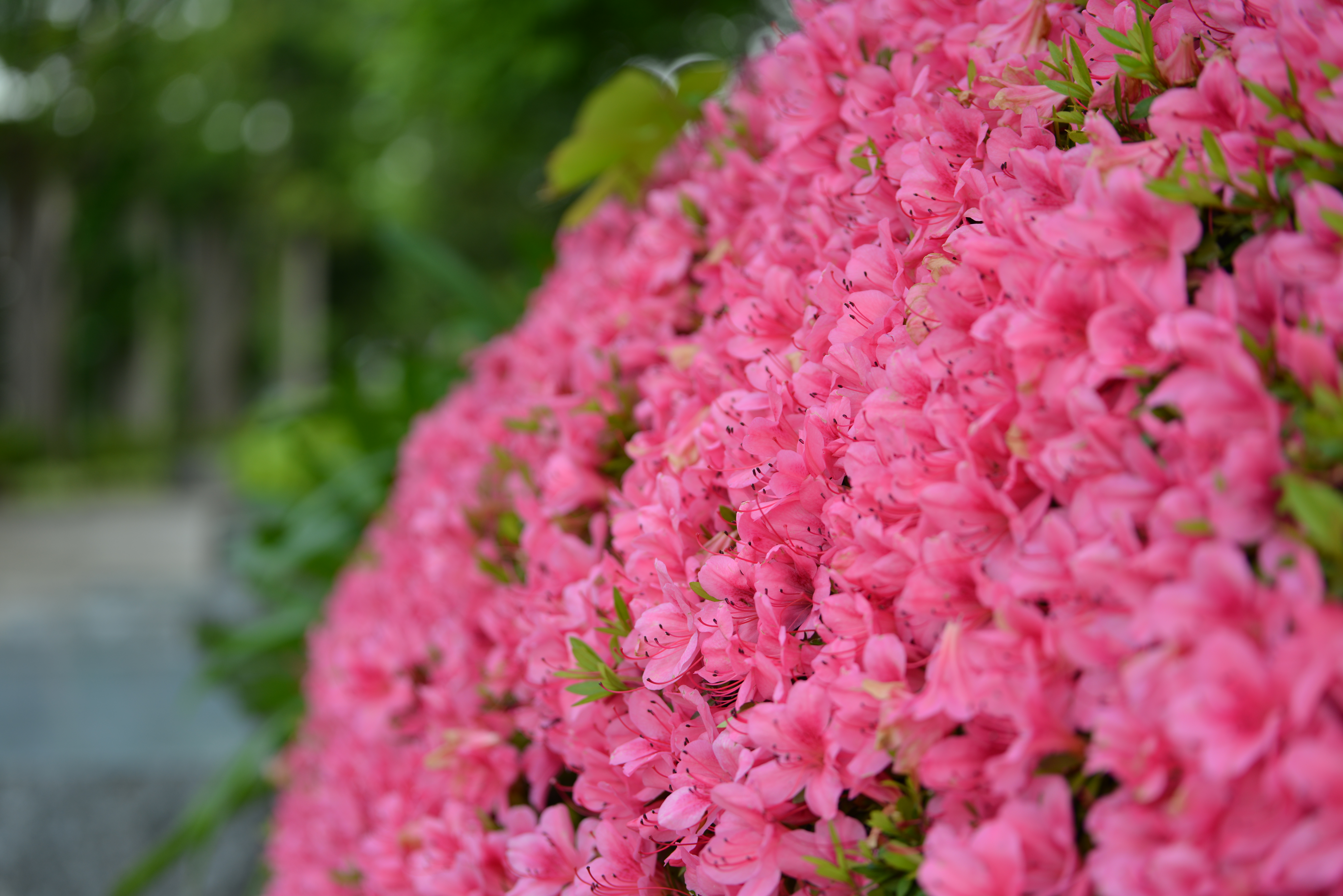 絞り開放・距離数mで撮影。D800 / 1/200秒 / F4 / +0.7EV / ISO100 / 70mm