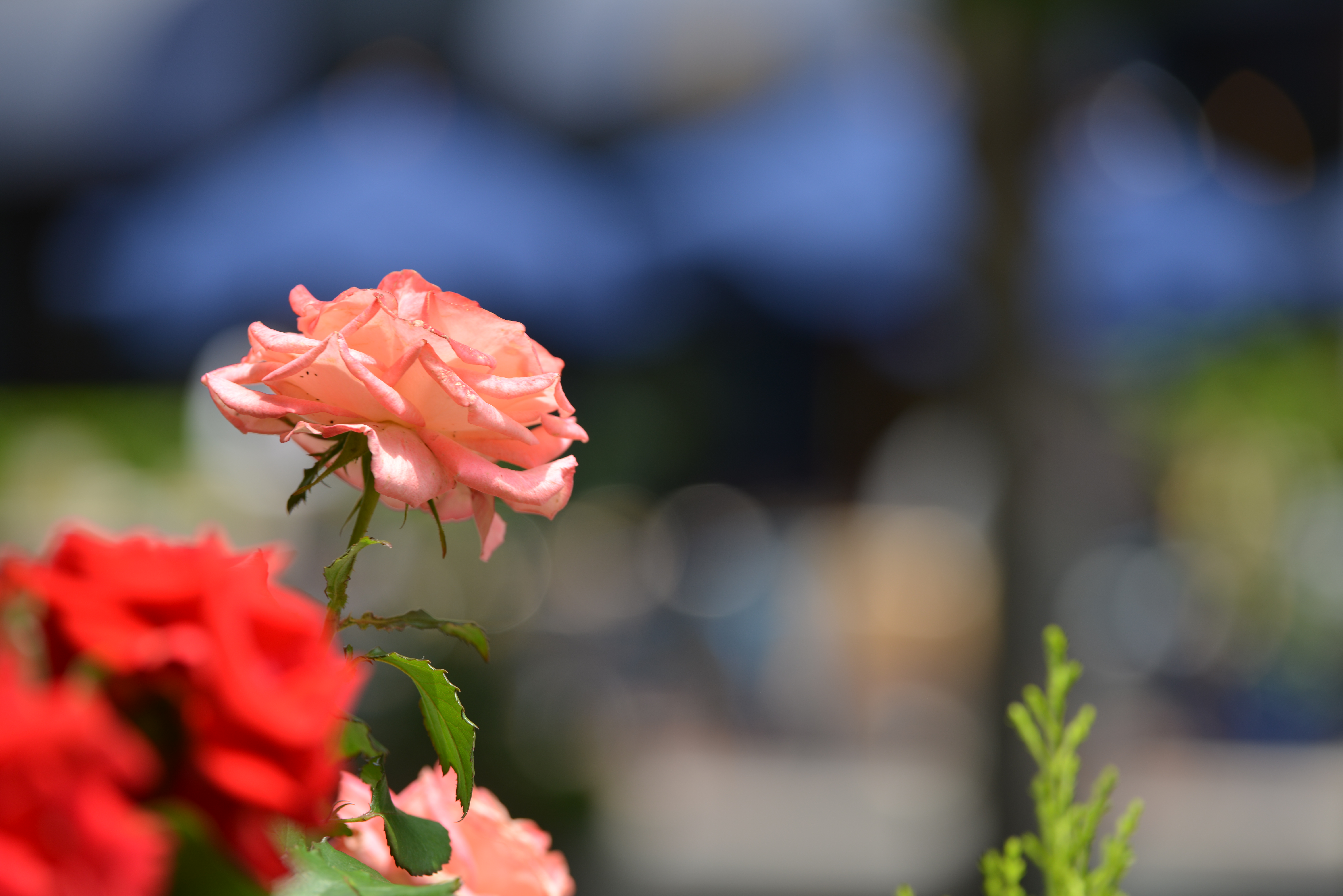 焦点距離は140mm、絞りはF5.6としている。絞り羽根9枚による円形絞りのため、開放絞りでなくてもボケ味は美しい。画面右上の玉ボケは口径食のためラグビーボール状になるが、同現象は光学特性上避けることのできないことも多いので、気にする必要はないだろう。D800 / 1/200秒 / F5.6 / 0EV / ISO100 / 140mm