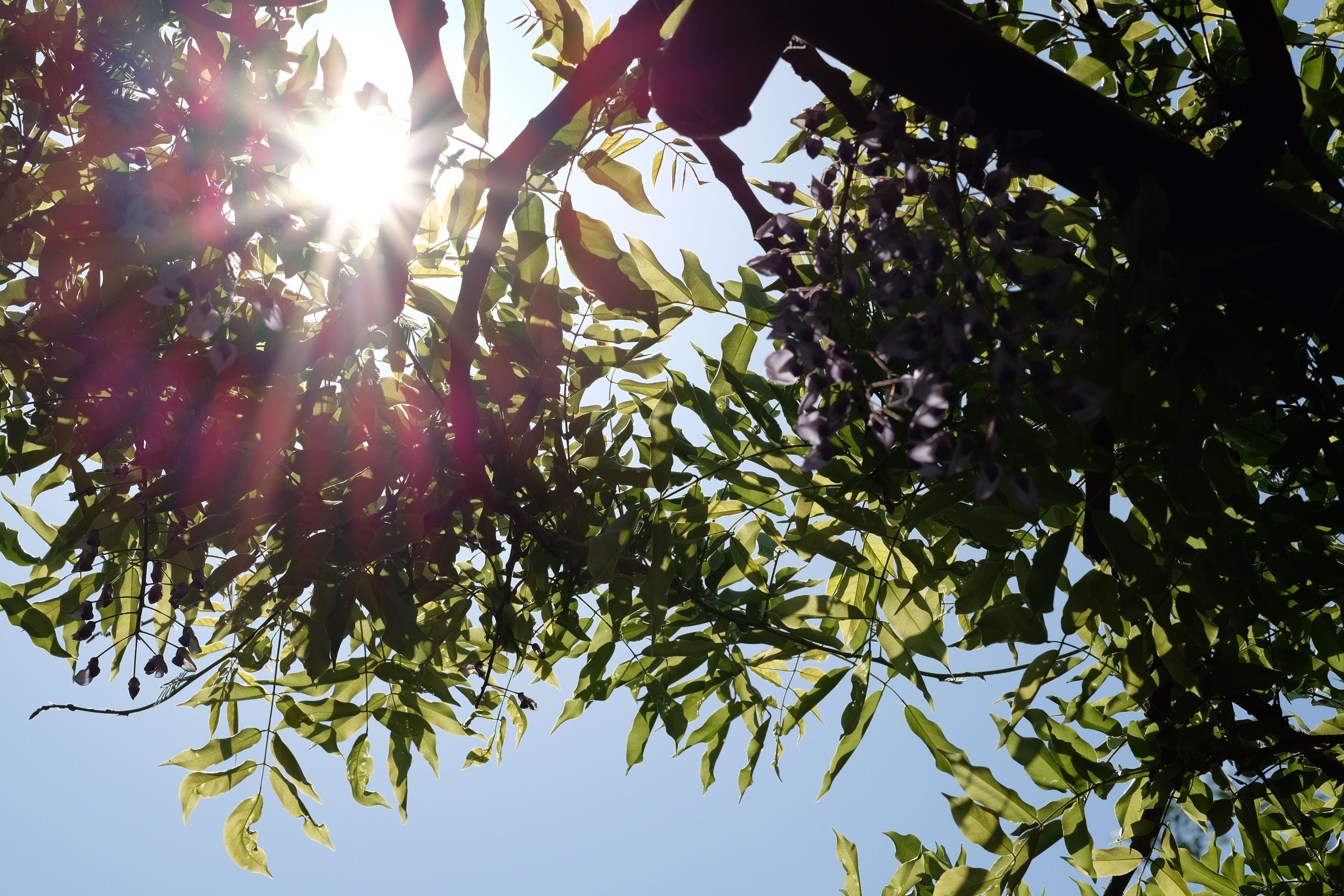 太陽が画面内に入る逆光で撮影。X-T1 / 1/1,400秒 / F8 / 0EV / ISO200 / 56mm
