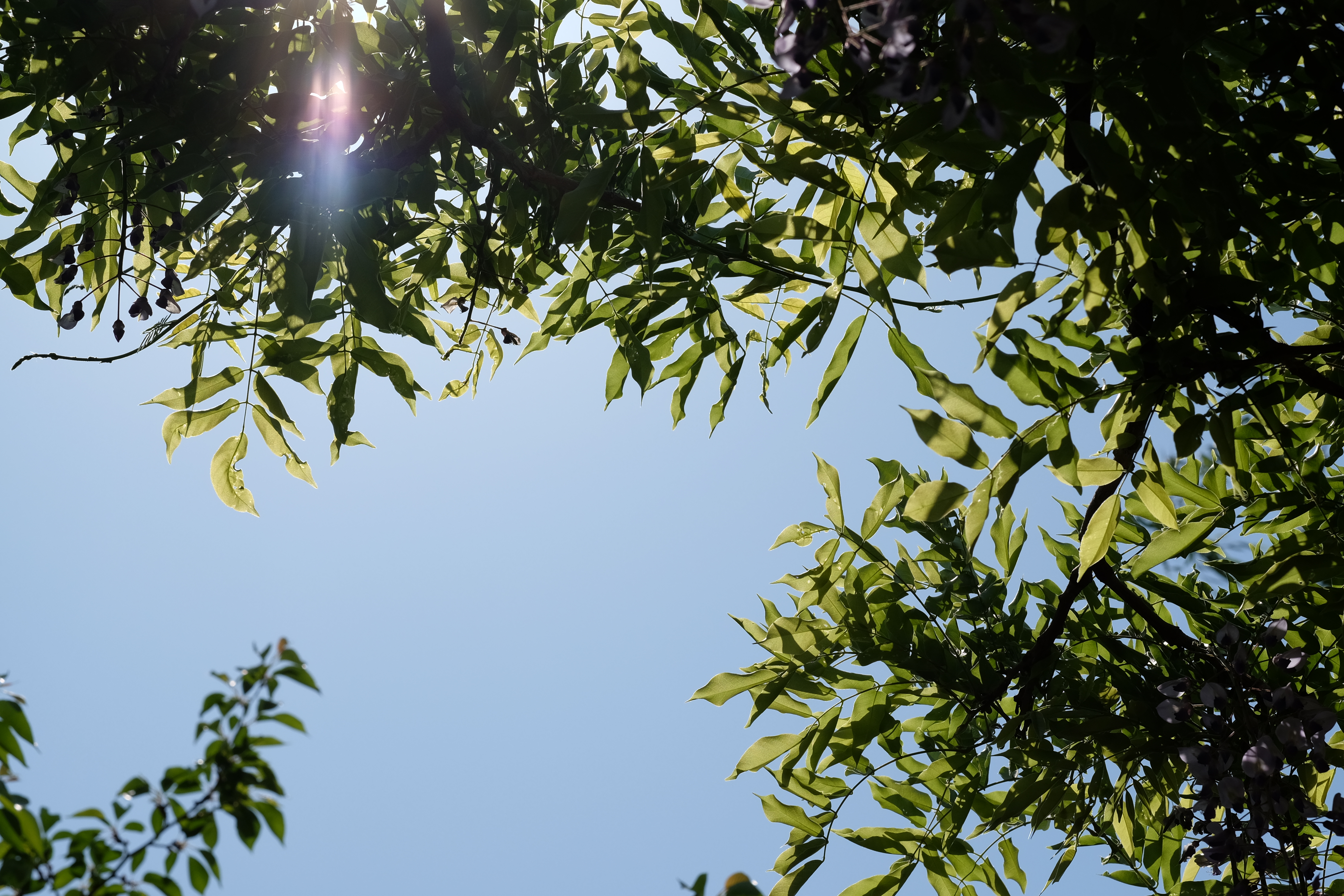 太陽が画面外にある逆光で撮影。X-T1 / 1/1,400秒 / F8 / 0EV / ISO200 / 56mm