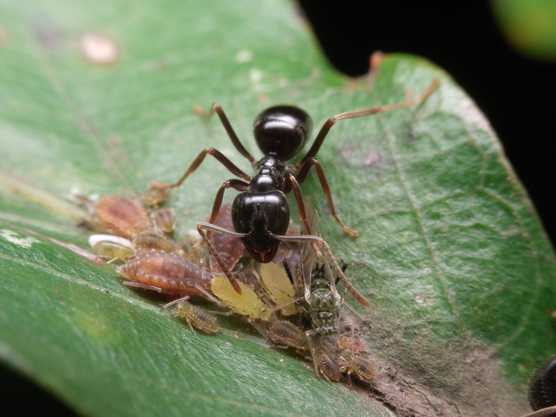これは参考までに、高倍率マクロ仕様のCaploi GXにて当時撮影したクロクサアリの写真だが、今見てもなかなか良く写っている。というわけで「<a href="http://dc.watch.impress.co.jp/docs/review/oldcamera/" class="n" target="_blank">オールドデジカメの凱旋</a>」の糸崎版ミニコーナーはこれくらいにして(笑）本題に移ろう