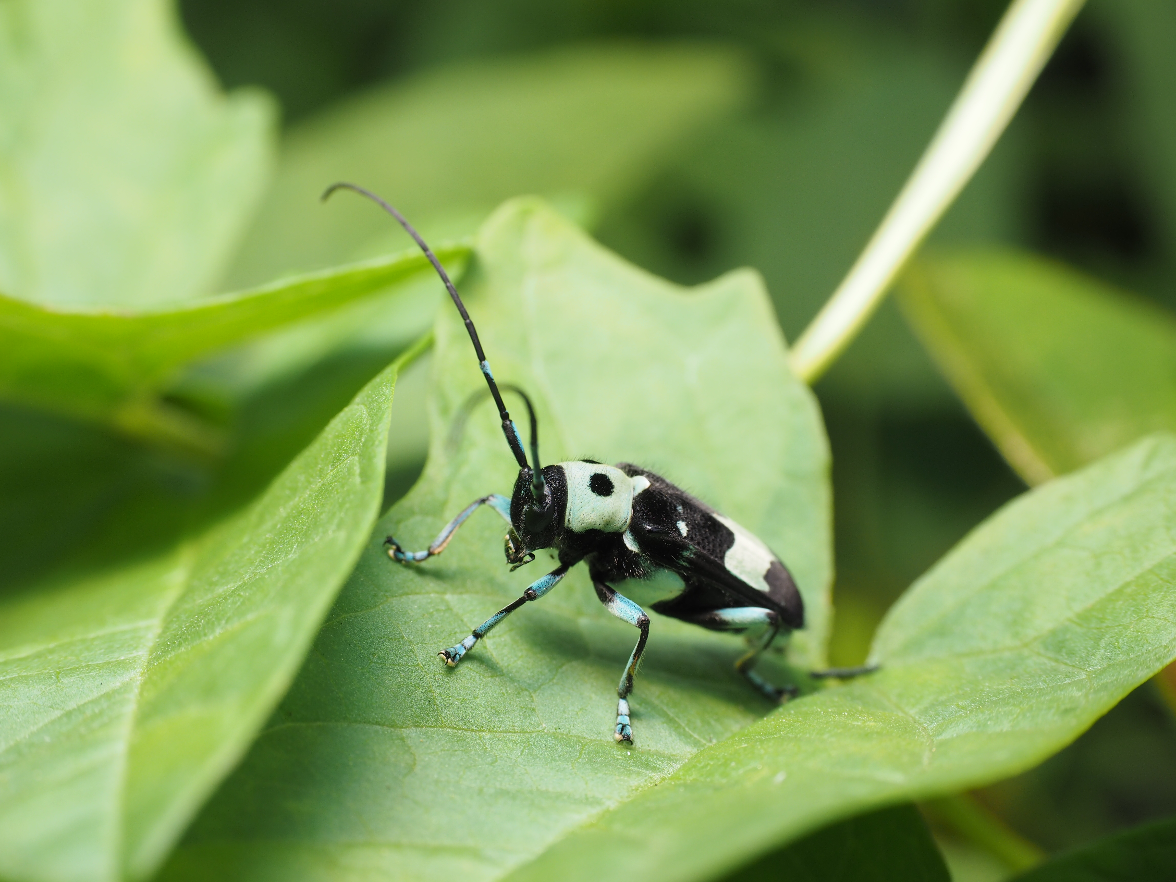 ラミーカミキリという綺麗なカミキリムシを、80mm相当の望遠マクロで撮影。体長20mm程度の小さな虫だが、十分な大きさで撮影できる。描写も非常にシャープで、マクロレンズと較べて全く遜色がないのが驚きだ。しかしこの照明はテスト段階の1灯式で、自然な光ではあるがちょっと単調で物足りないともいえる。1/125秒 / F8 / 0EV / ISO200 / マニュアル露出 / 40mm