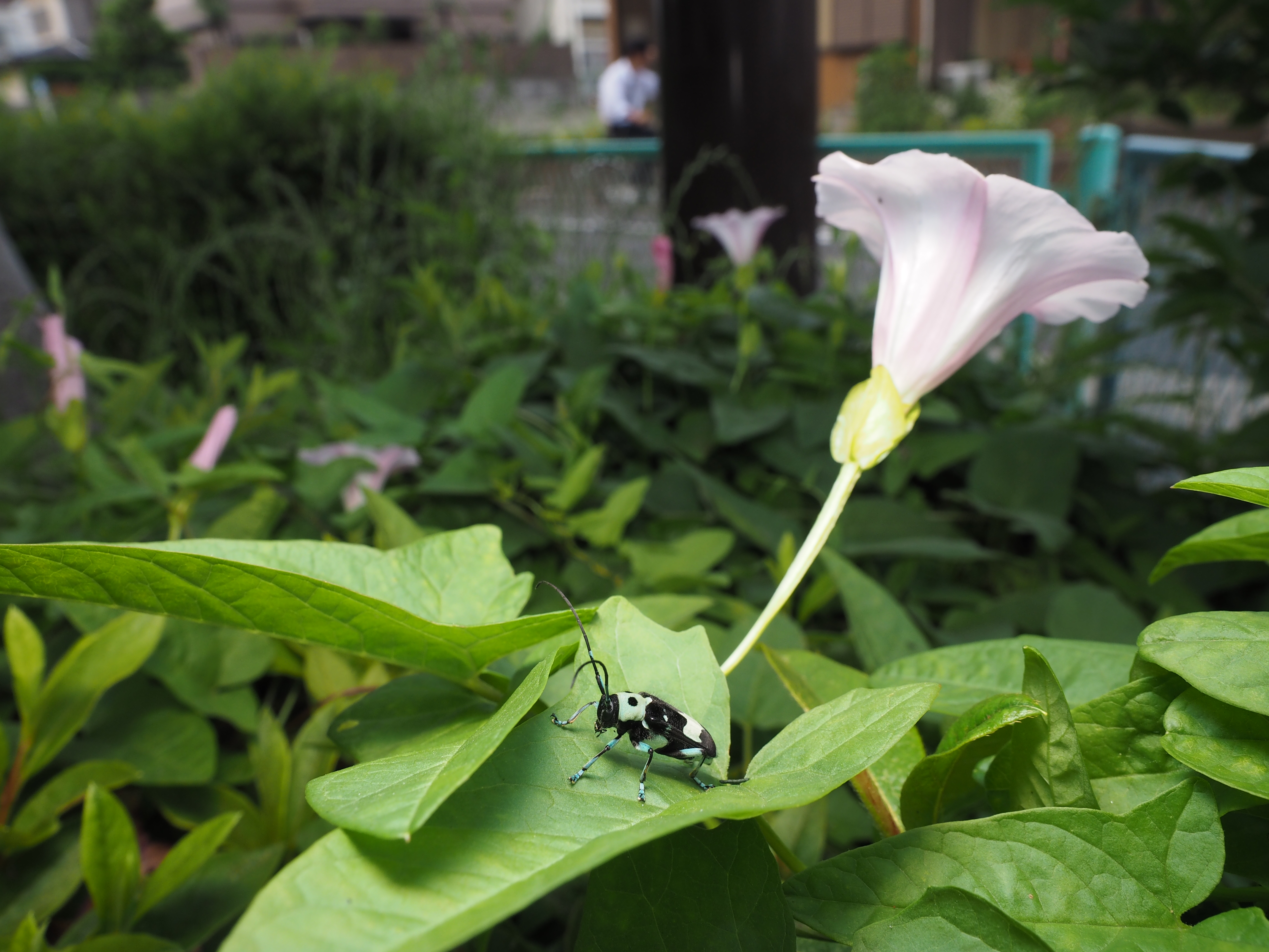 同じラミーカミキリを24mm相当の広角マクロにて撮影。照明も同じく1灯式で、自然な感じに照明されている。画質もこれまた充分にシャープで、被写界深度も深く昆虫とその周囲の環境も描写されている。1/125秒 / F8 / 0EV / ISO200 / マニュアル露出 / 12mm