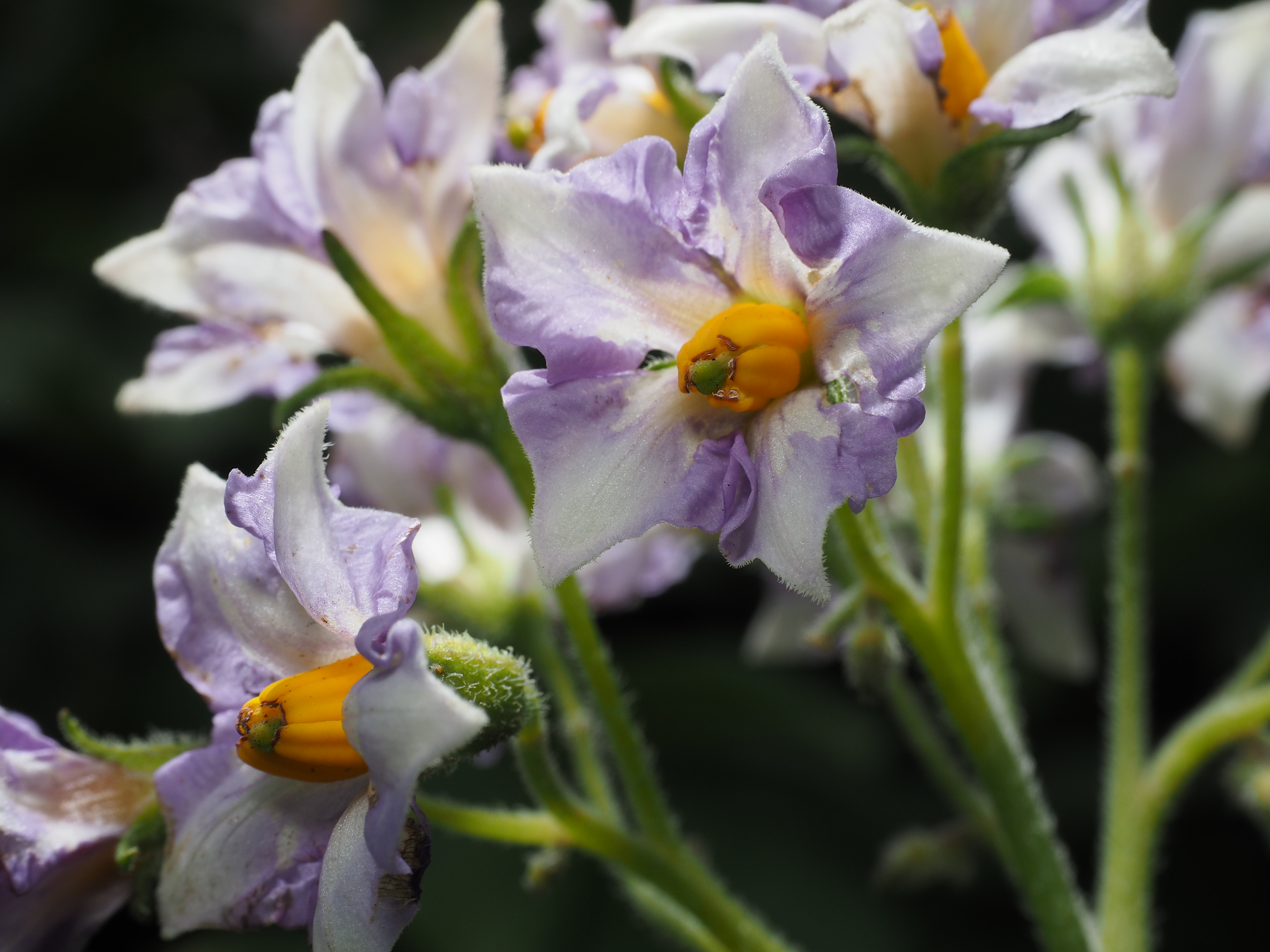 今度は2灯式での撮影だが、近所の畑に咲いていたジャガイモの花である。正面からの弱めの光と、トップ気味の逆光とが相まって、花の透明感やてかりが綺麗に表現されている。野菜の花も、こうして見るとなかなか味わいがある。1/250秒 / F11 / 0EV / ISO200 / マニュアル露出 / 40mm