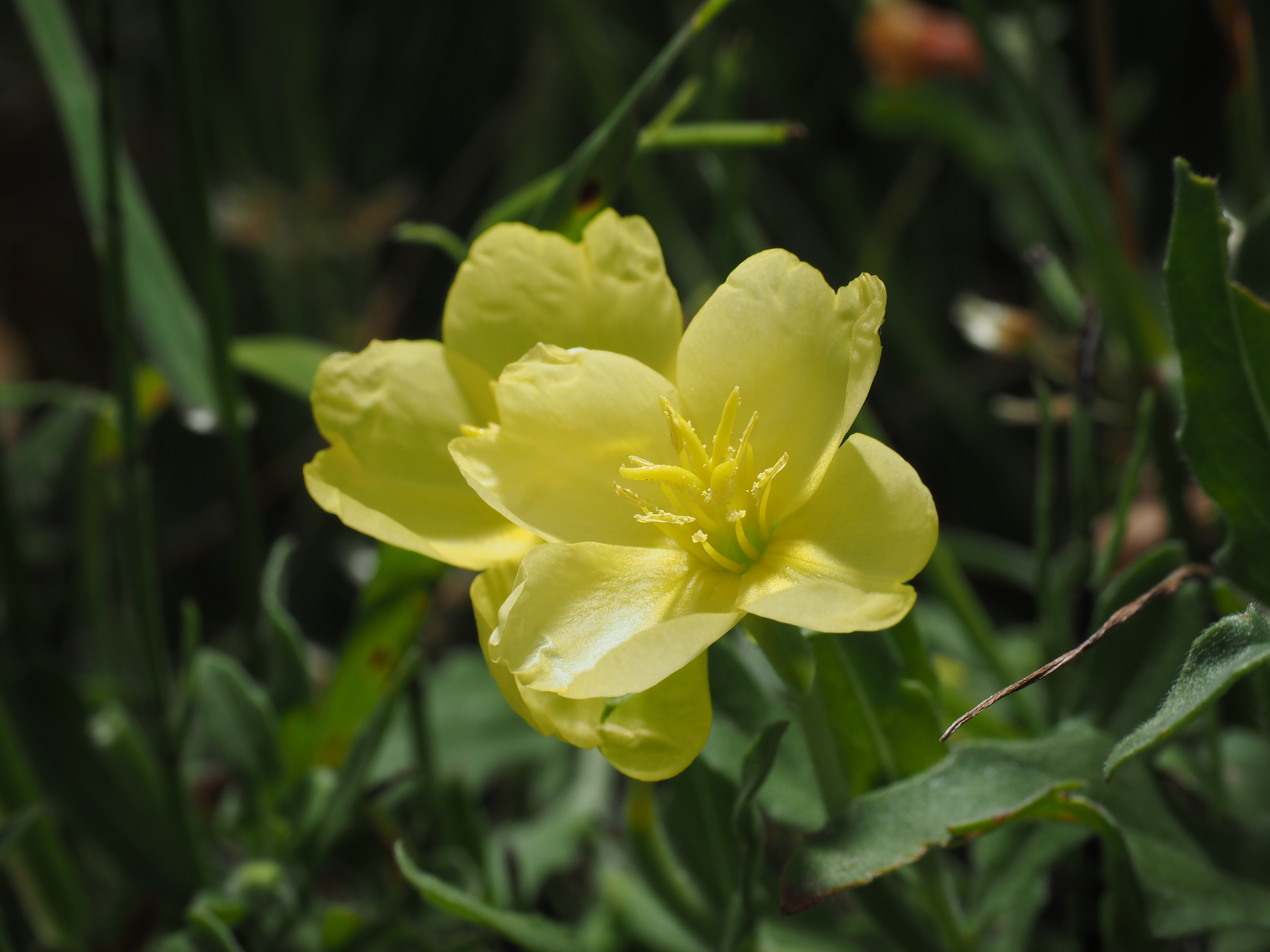夕方から花を咲かせるマツヨイグサ。不定型な花粉や、花弁の細胞の粒立ち迄もが描写されている。路傍の草むらに咲いていた。1/60秒 / F11 / 0EV / ISO200 / マニュアル露出 / 40mm