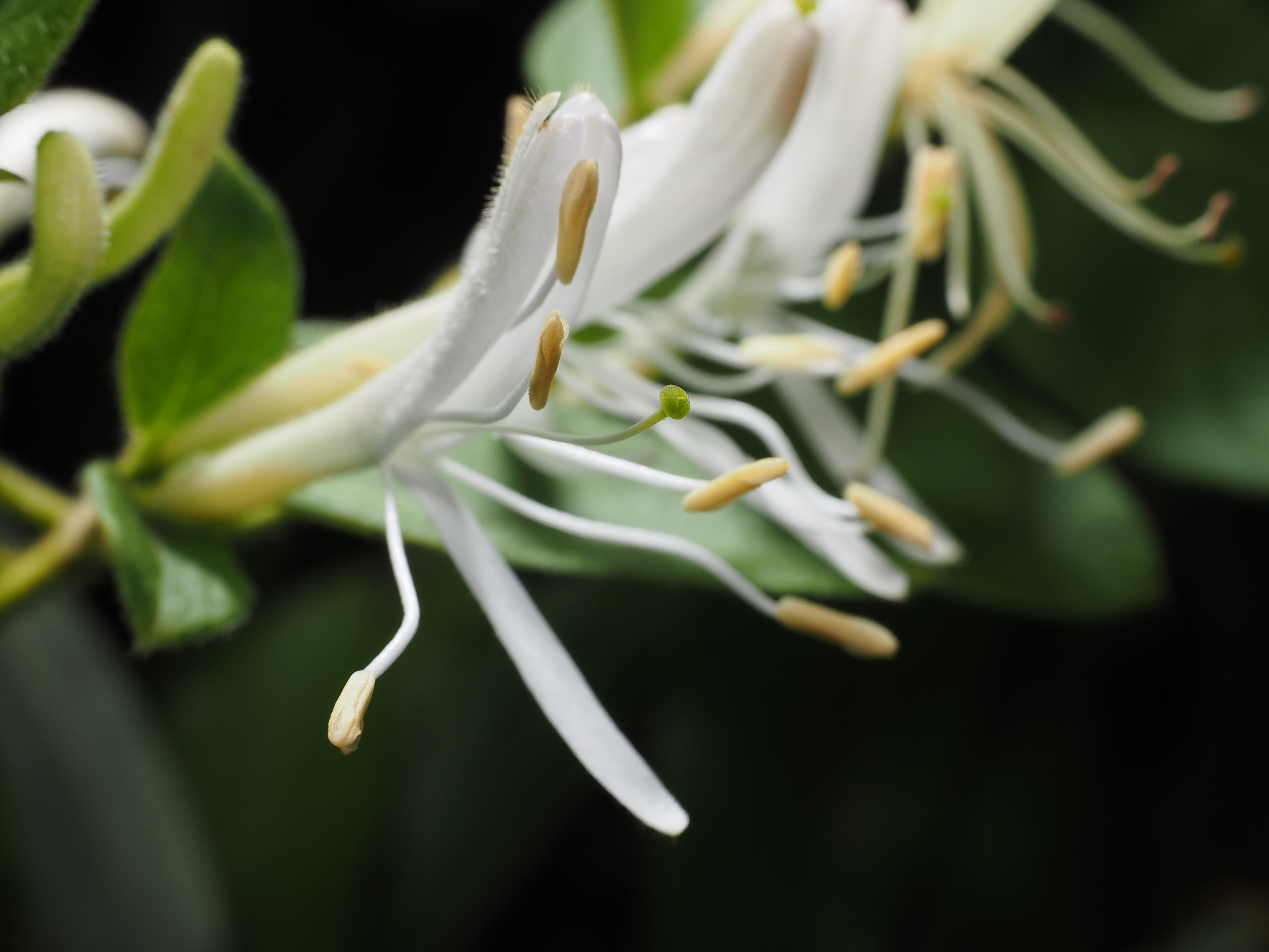 強い香りを出すスイカズラの花。本体はつる性植物で、茂みに絡みついていた。ピントはマニュアルで中心の雌しべに合わせたが、E-M1のEVFは非常に高精細で、ピントの山もはっきり見分けられる。1/250秒 / F11 / 0EV / ISO200 / マニュアル露出 / 40mm
