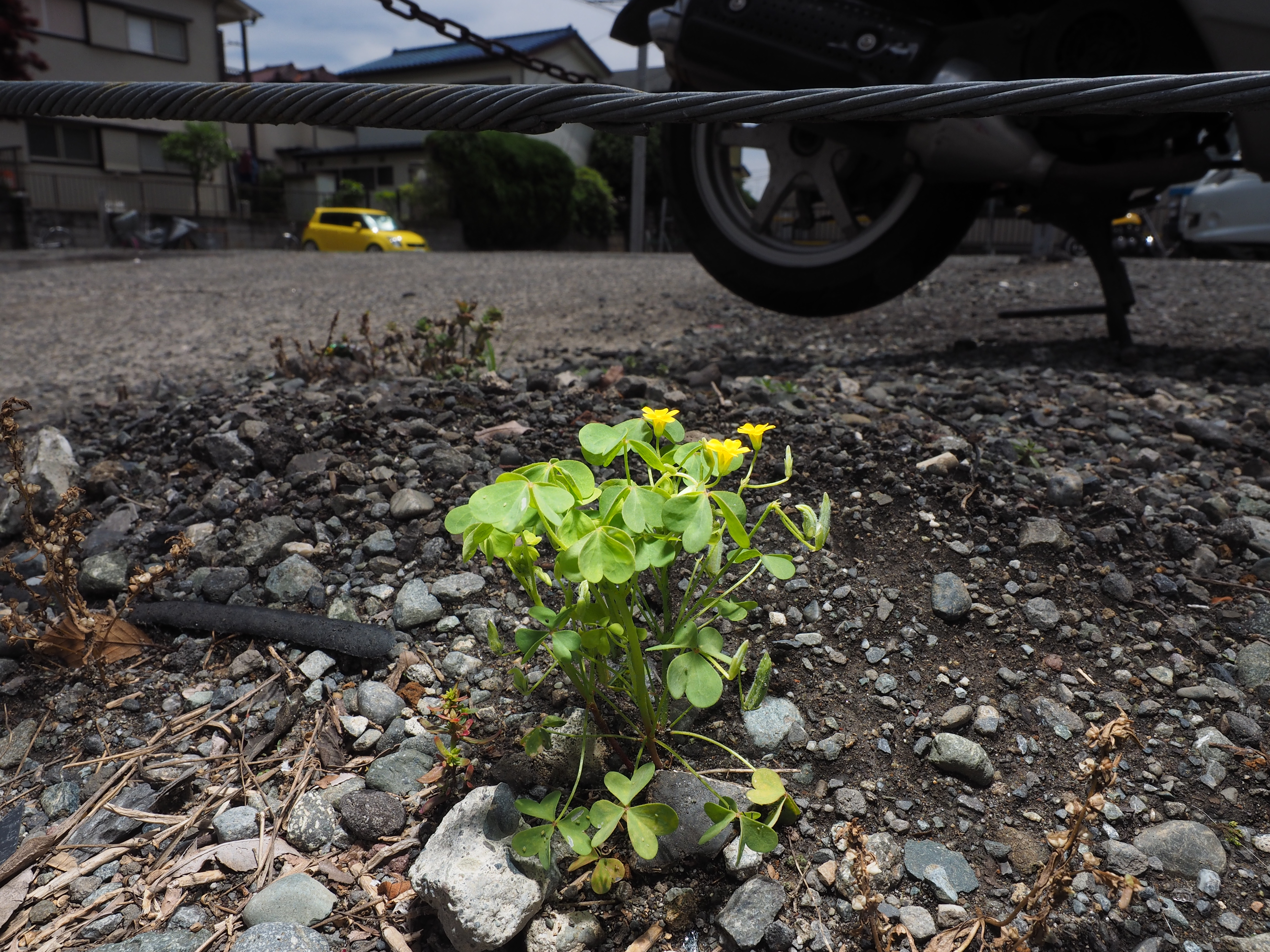 駐車場の片隅に生えていたカタバミ。どこにでも生えている雑草の代表だが、それだけにどこに生えているのかを選んで撮るかがポイントとなる。1/640秒 / F11 / 0EV / ISO200 / マニュアル露出 / 12mm