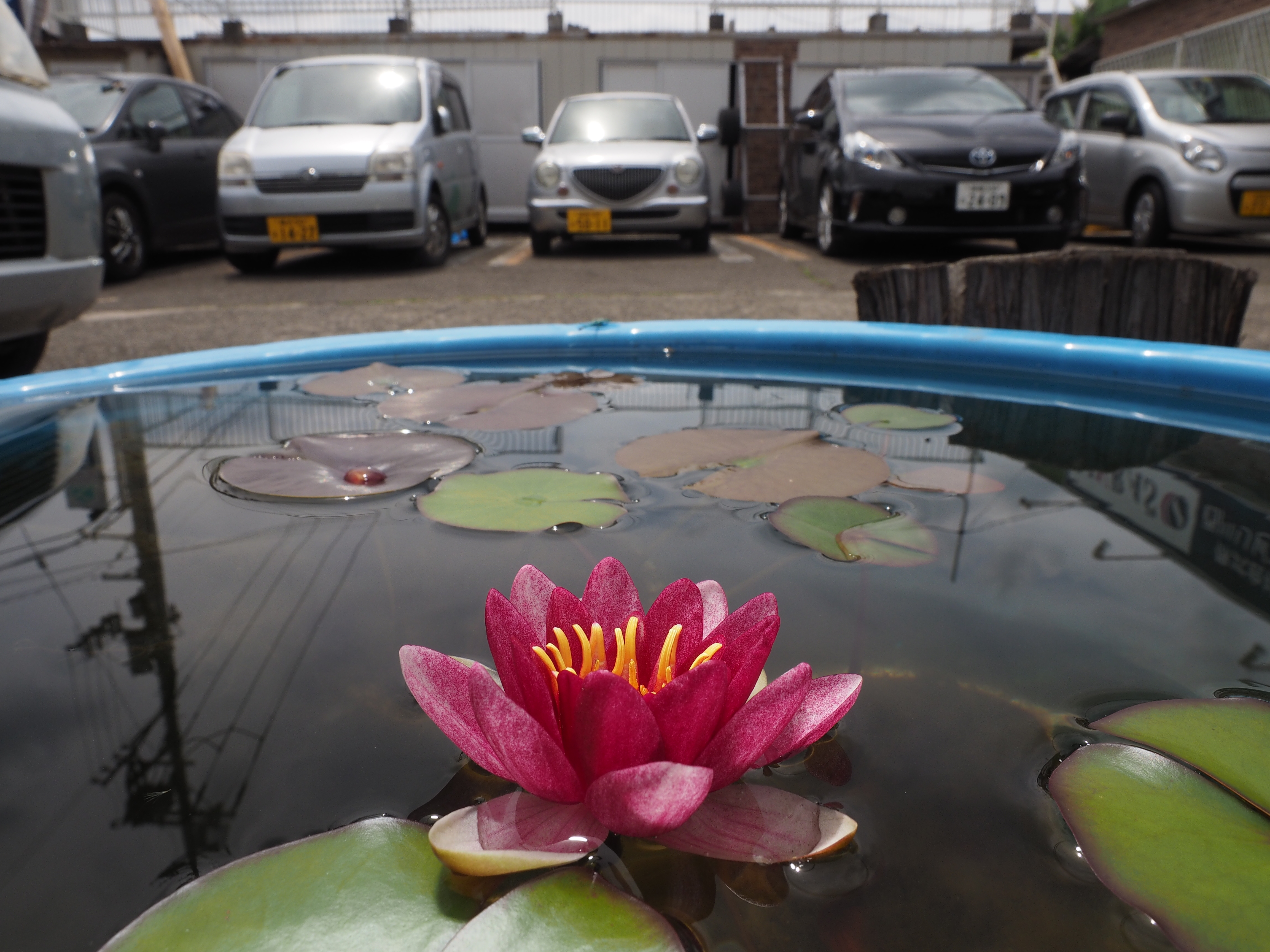 水を張ったプラスティックの桶に咲いていた睡蓮の花。夕方になると花弁が閉じてしまい、朝になると再び開くという運動を数日繰り返す。水面にストロボ発光部が映り込まないよう、調整しながら撮影した。1/320秒 / F11 / 0EV / ISO200 / マニュアル露出 / 12mm