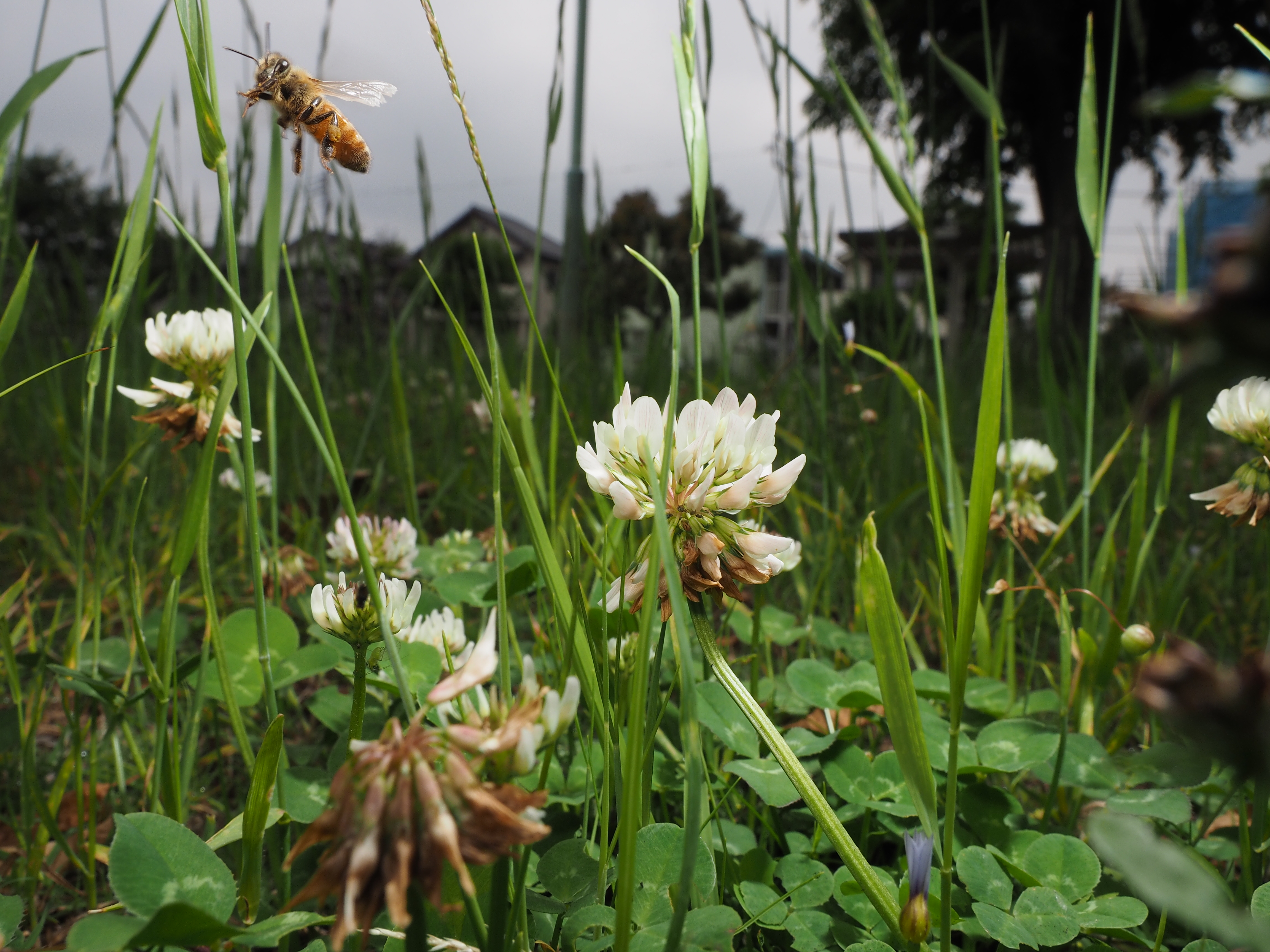 一見、シロツメクサの花を撮った写真のようだが、実は画面左上に飛んでるセイヨウミツバチが写っている。構図的にはちょっとズレ過ぎかも知れないが、ピントはばっちりで、隅々までに渡るレンズ描写の高さにあらためて驚く。1/250秒 / F11 / 0EV / ISO200 / マニュアル露出 / 12mm