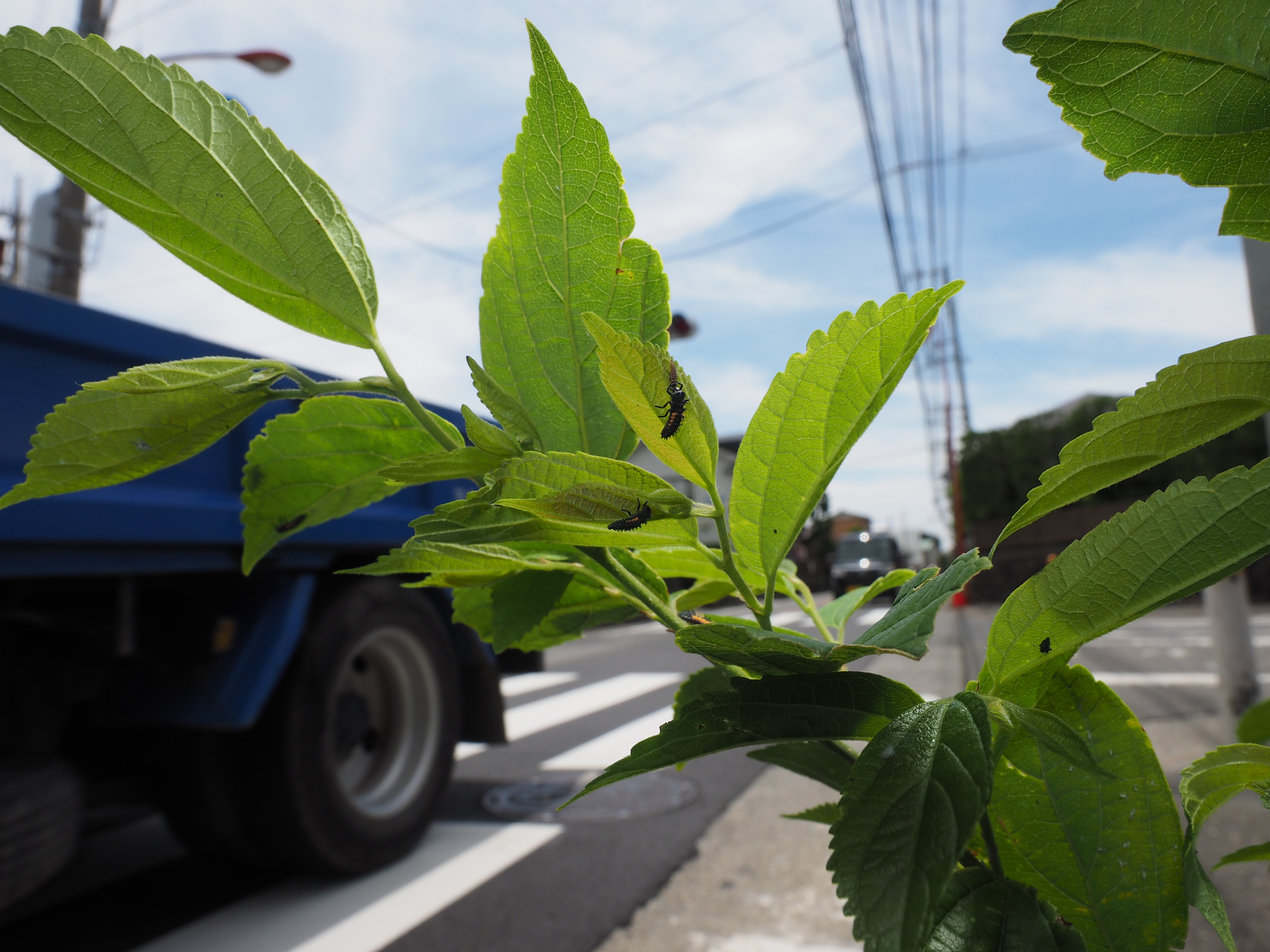 路傍に生えていたエノキの葉に、テントウムシの幼虫がたくさん付いていた。しかしエサとなるアブラムシを食い尽くしてしまったようで、よく見ると同じ種の幼虫同士で共食いしている。テントウムシは幼虫も成虫も、見かけによらず結構凶暴なのだ。高性能レンズによって“小さな世界のドラマ”がはっきりと写し取られている。1/320秒 / F11 / 0EV / ISO200 / マニュアル露出 / 12mm