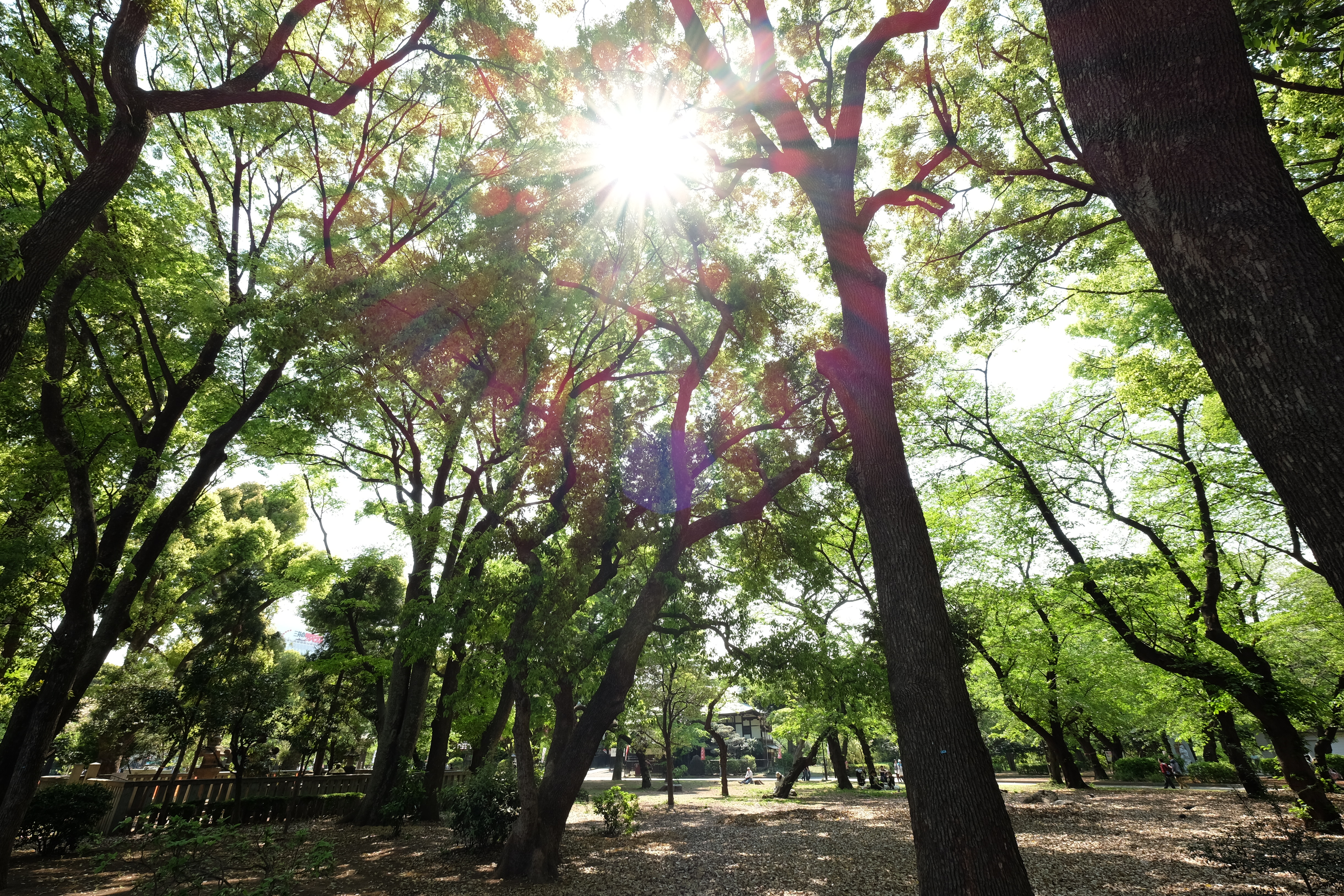 太陽が画面内に入る逆光で撮影。X-T1 / 1/60秒 / F8 / +0.67EV / ISO200 / 絞り優先AE / 10mm