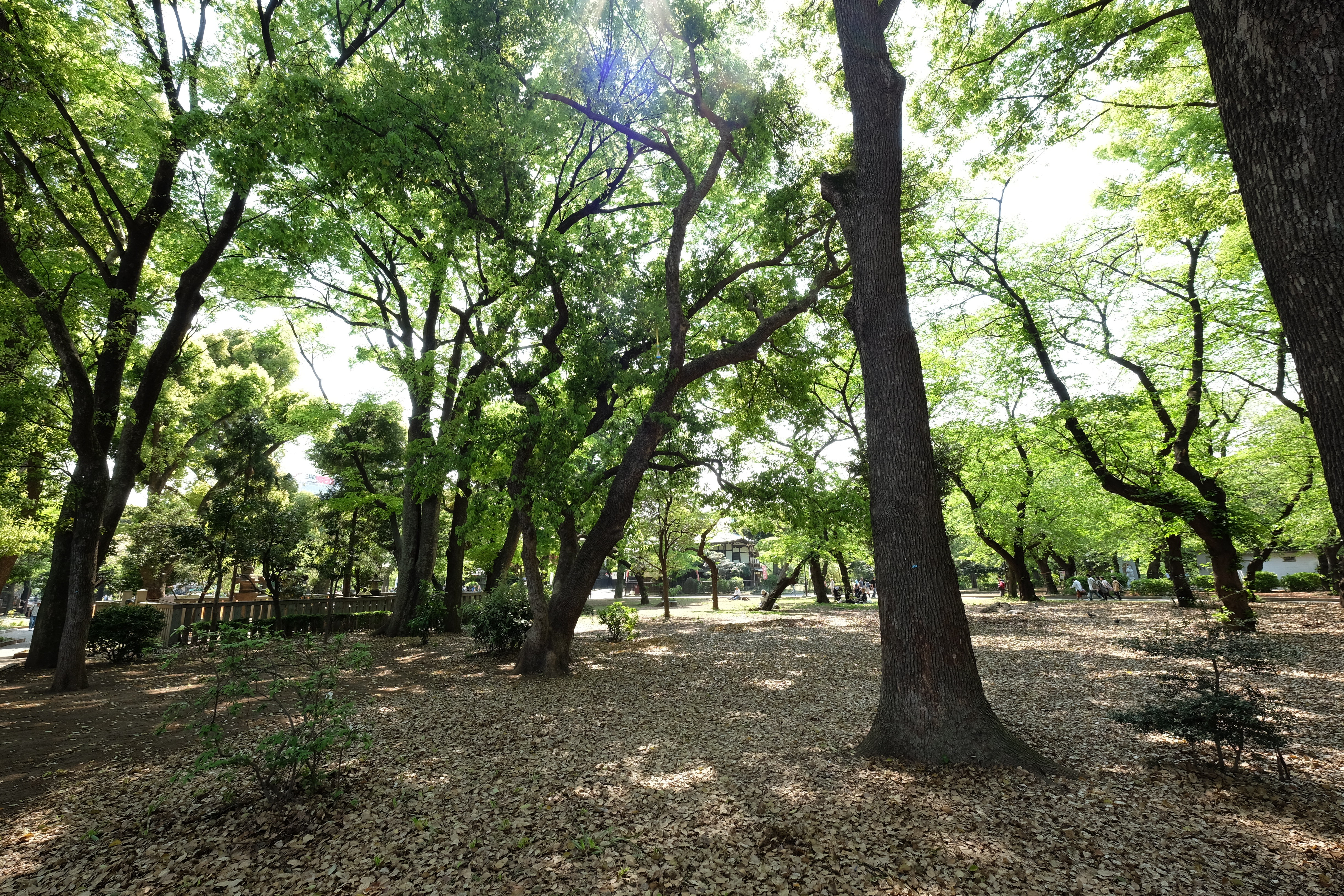 太陽が画面外にある逆光で撮影。X-T1 / 1/40秒 / F8 / +0.67EV / ISO200 / 絞り優先AE / 10mm