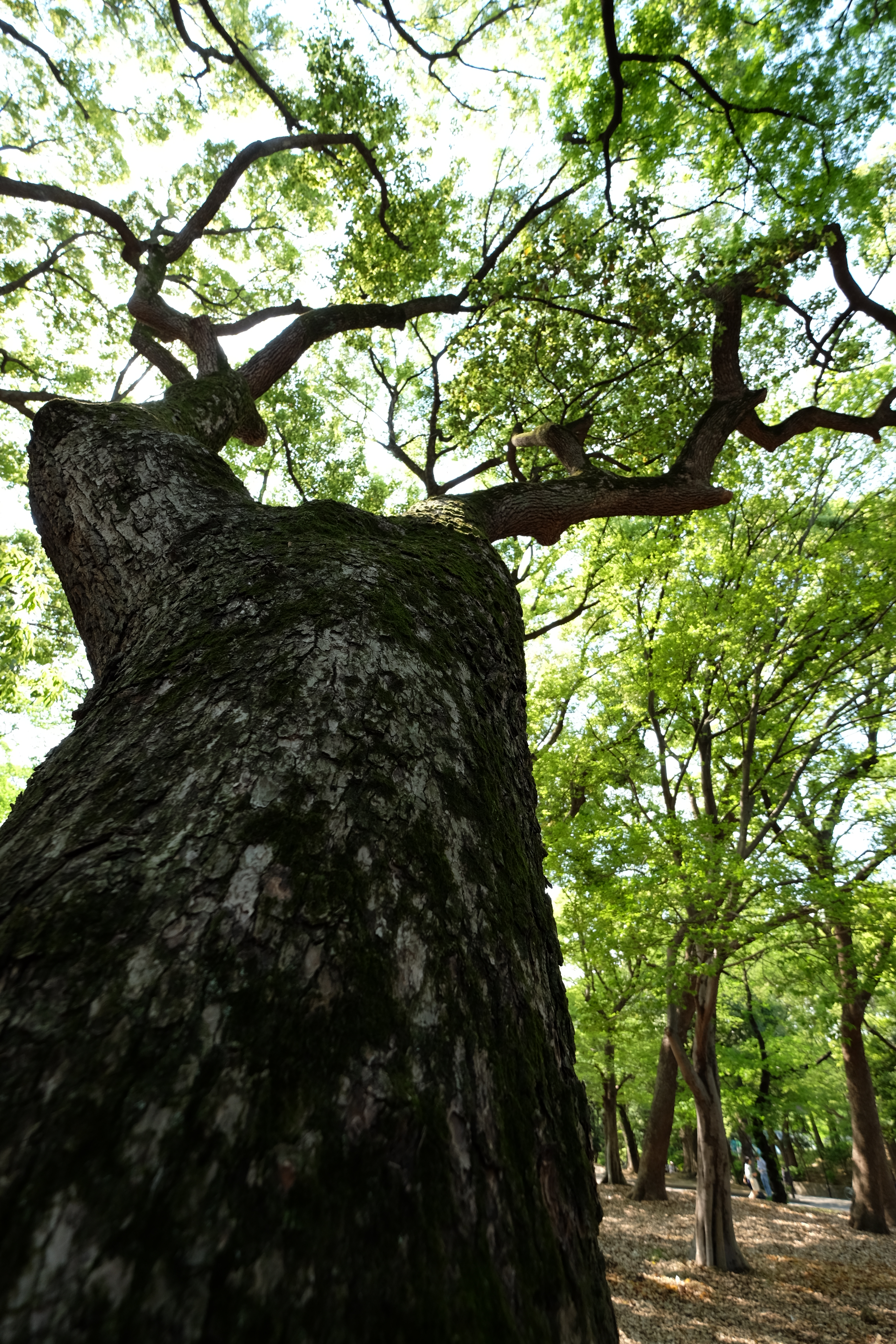 開放近接で木の幹にピントを合わせる。うっすらとボケる背景が心地良い。X-T1 / 1/140秒 / F4 / 0EV / ISO200 / 絞り優先AE / 10mm
